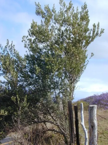 Olive (Olea Europaea) — Although renowned for its resilience to drought conditions once established