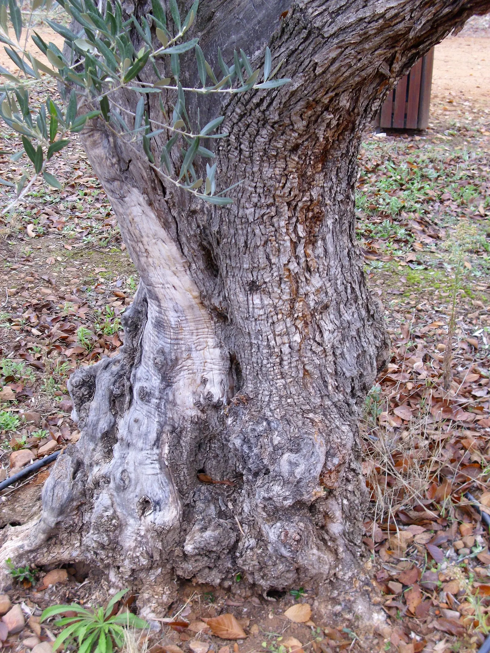 Olive (Olea Europaea) — Its hardiness is rated from USDA zones 8 to 11; thriving in USDA zones 8-11, it prefers full sun and well-draining soil, tolerating