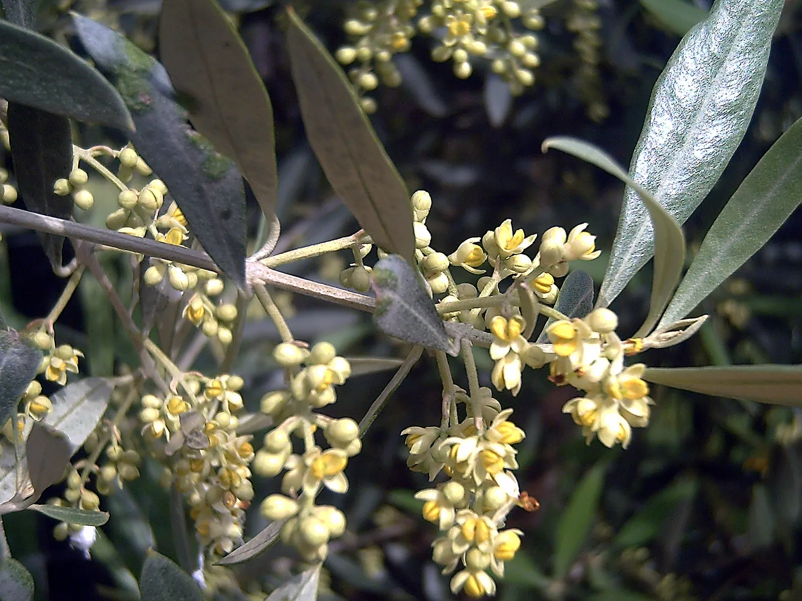 Olive (Olea Europaea) — With proper conditions, olives will eventually bear fruit, which typically matures in the fall; thriving in USDA zones 8-11, it prefers