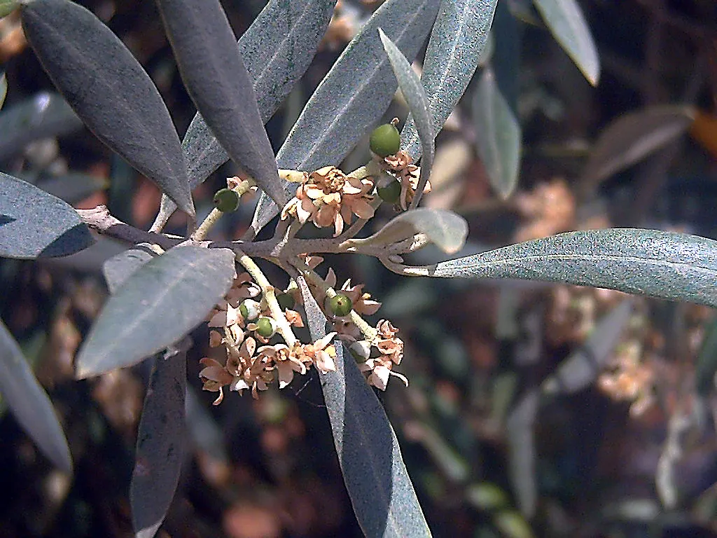 Olive (Olea Europaea) — commonly referred to as the European olive; make it an exquisite and enduring choice for any landscape project