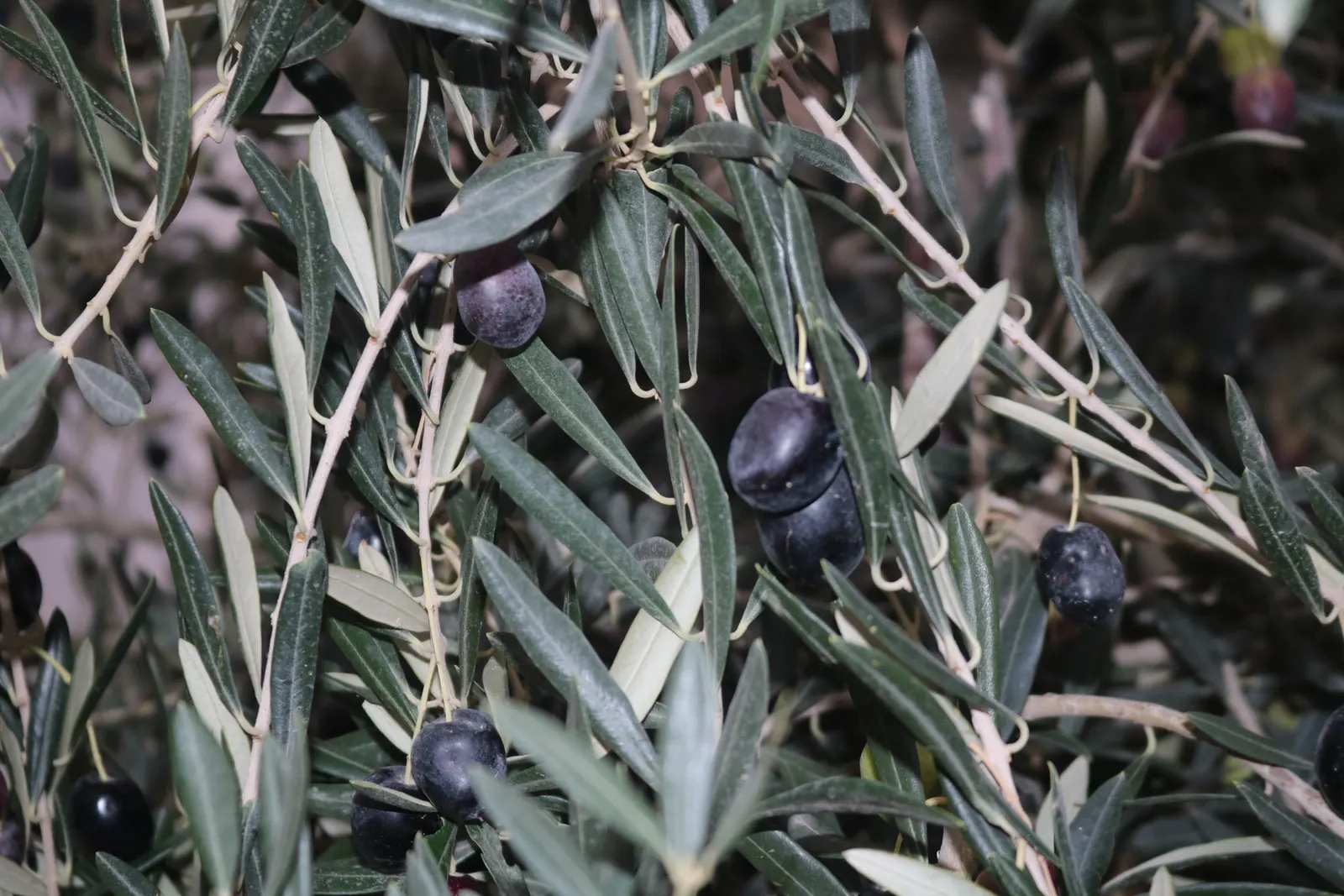 Olive (Olea Europaea) — Olives are harvested in fall and can be processed or left for ornamental purposes; to thrive and produce fruit
