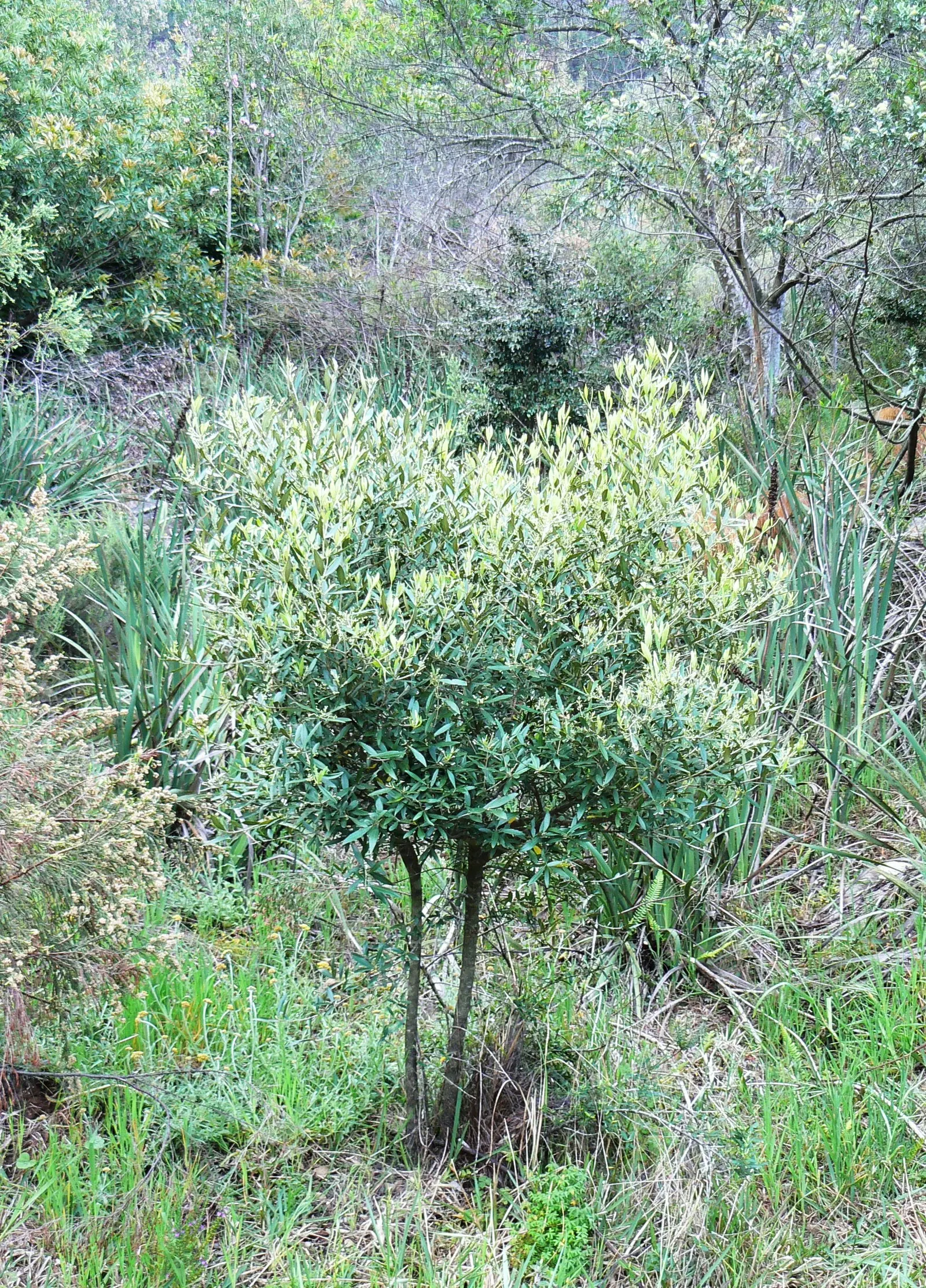 Olive (Olea Europaea) — With proper conditions, olives will eventually bear fruit, which typically matures in the fall