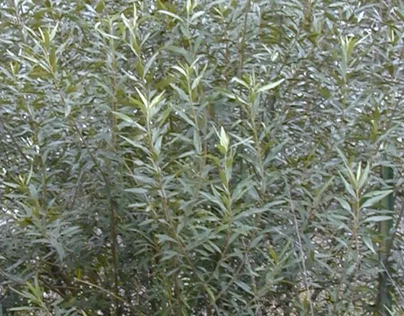 Olive (Olea Europaea) — commonly referred to as the European olive