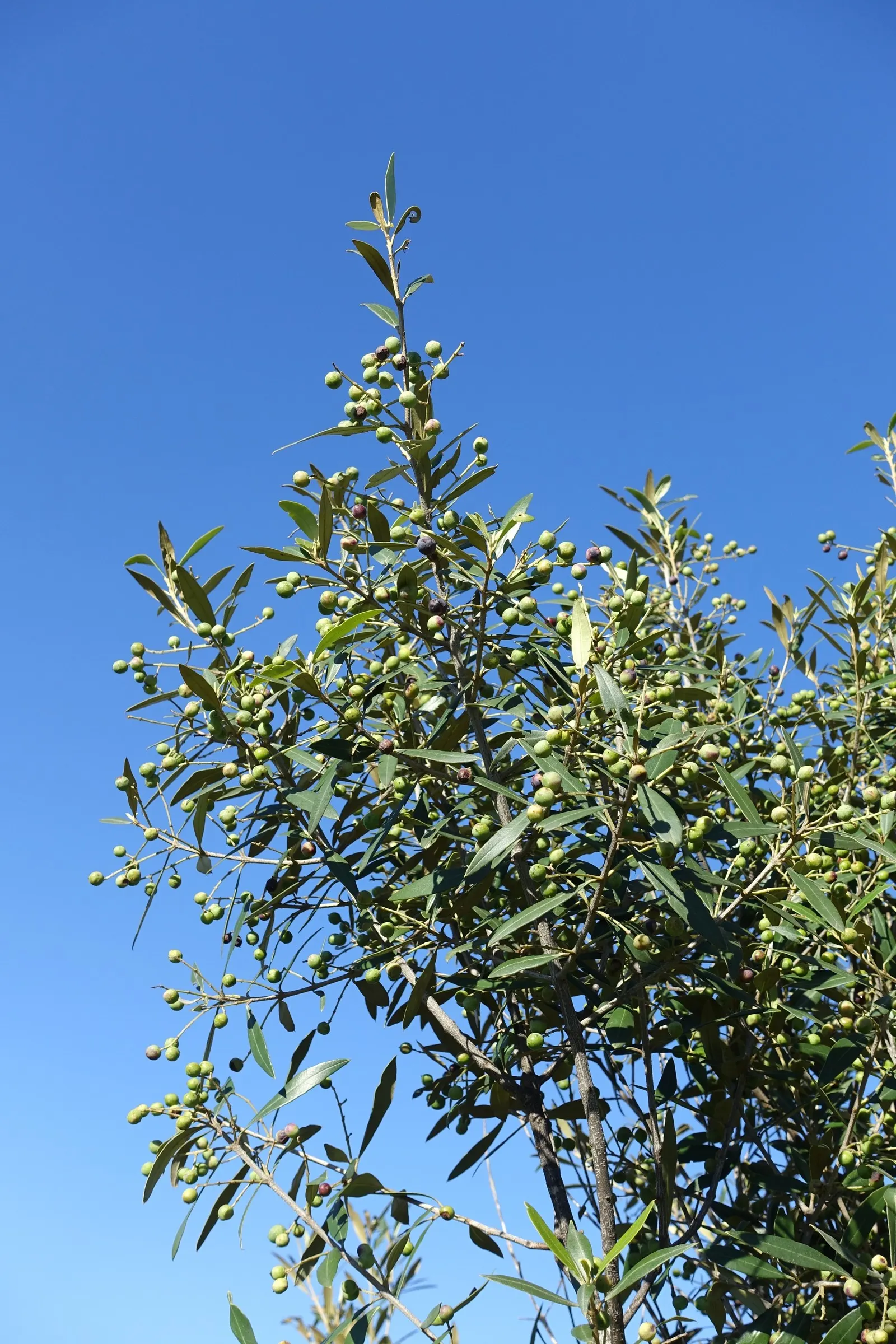 Olive (Olea Europaea) — adequate watering during its initial growth period ensures a strong; thriving in USDA zones 8-11, it prefers full sun and, image 76