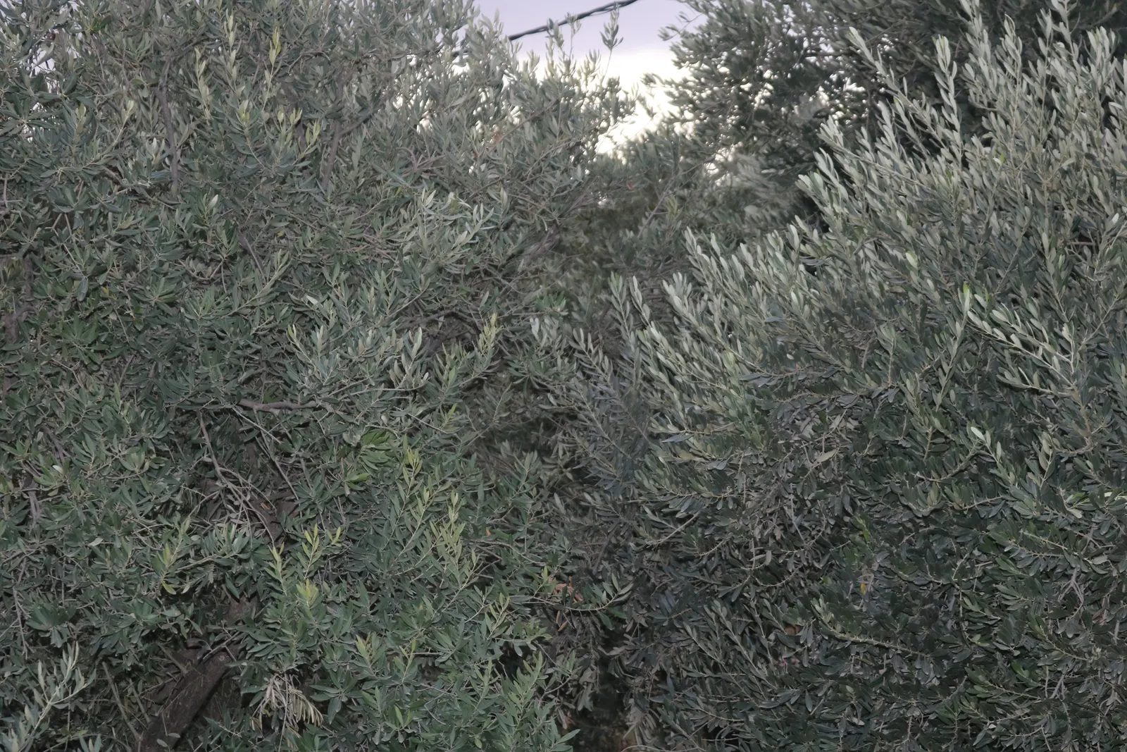 Olive (Olea Europaea) — tree with white blooms; to thrive and produce fruit, image 83
