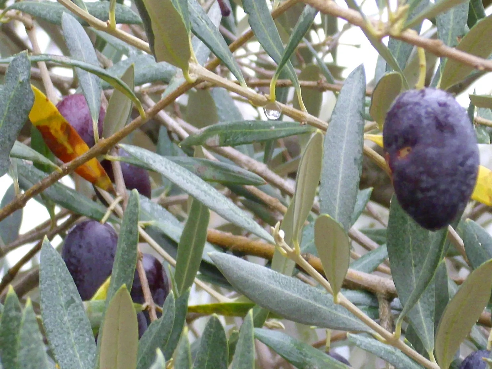 Olive (Olea Europaea) — Olea europaea, commonly called Olive tree, is revered for its evergreen foliage and gnarly trunk; thriving in USDA zones 8-11, it