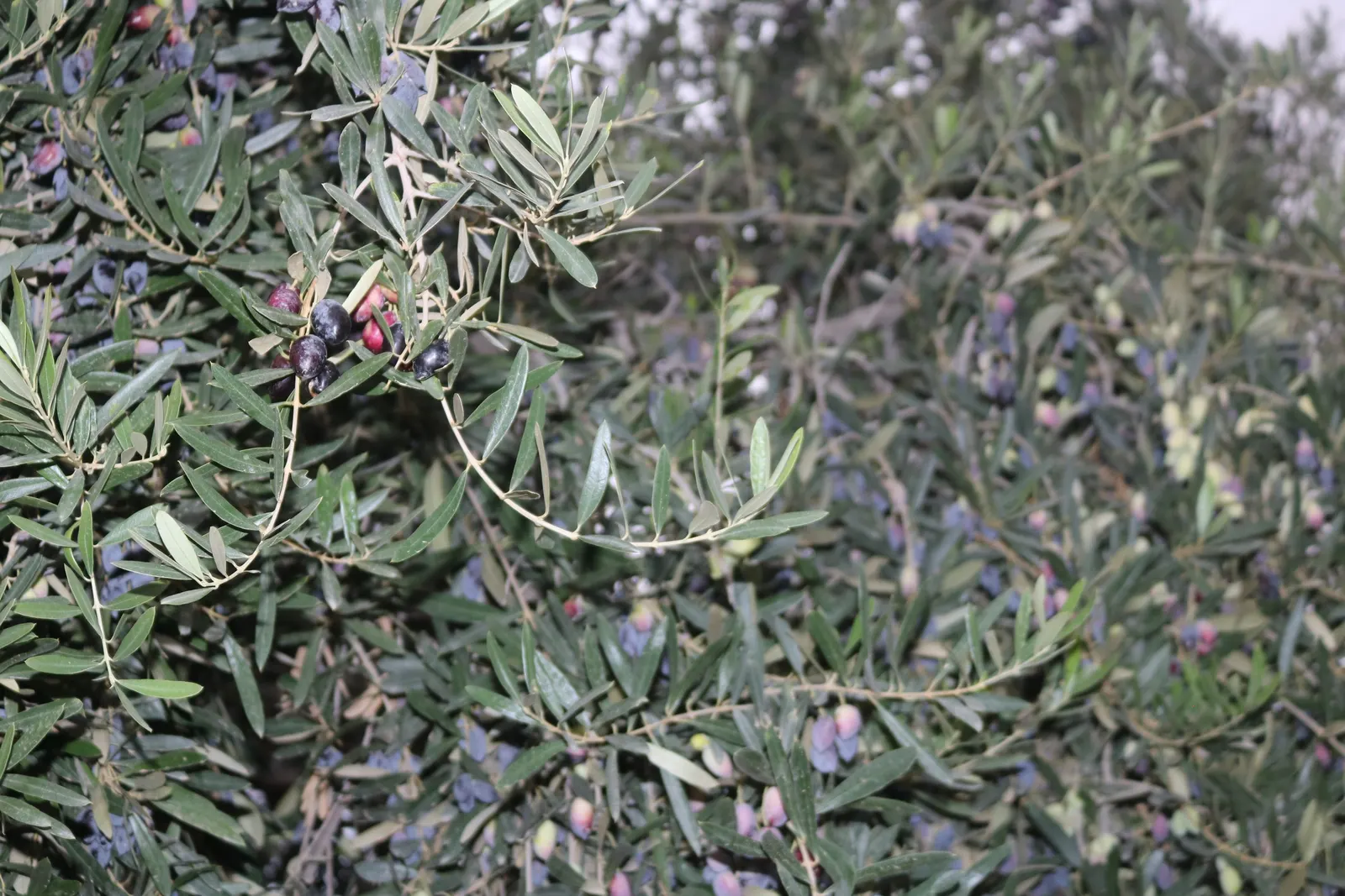 Olive (Olea Europaea) — Its hardiness is rated from USDA zones 8 to 11; thriving in USDA zones 8-11, it prefers full sun and well-draining soil, image 52