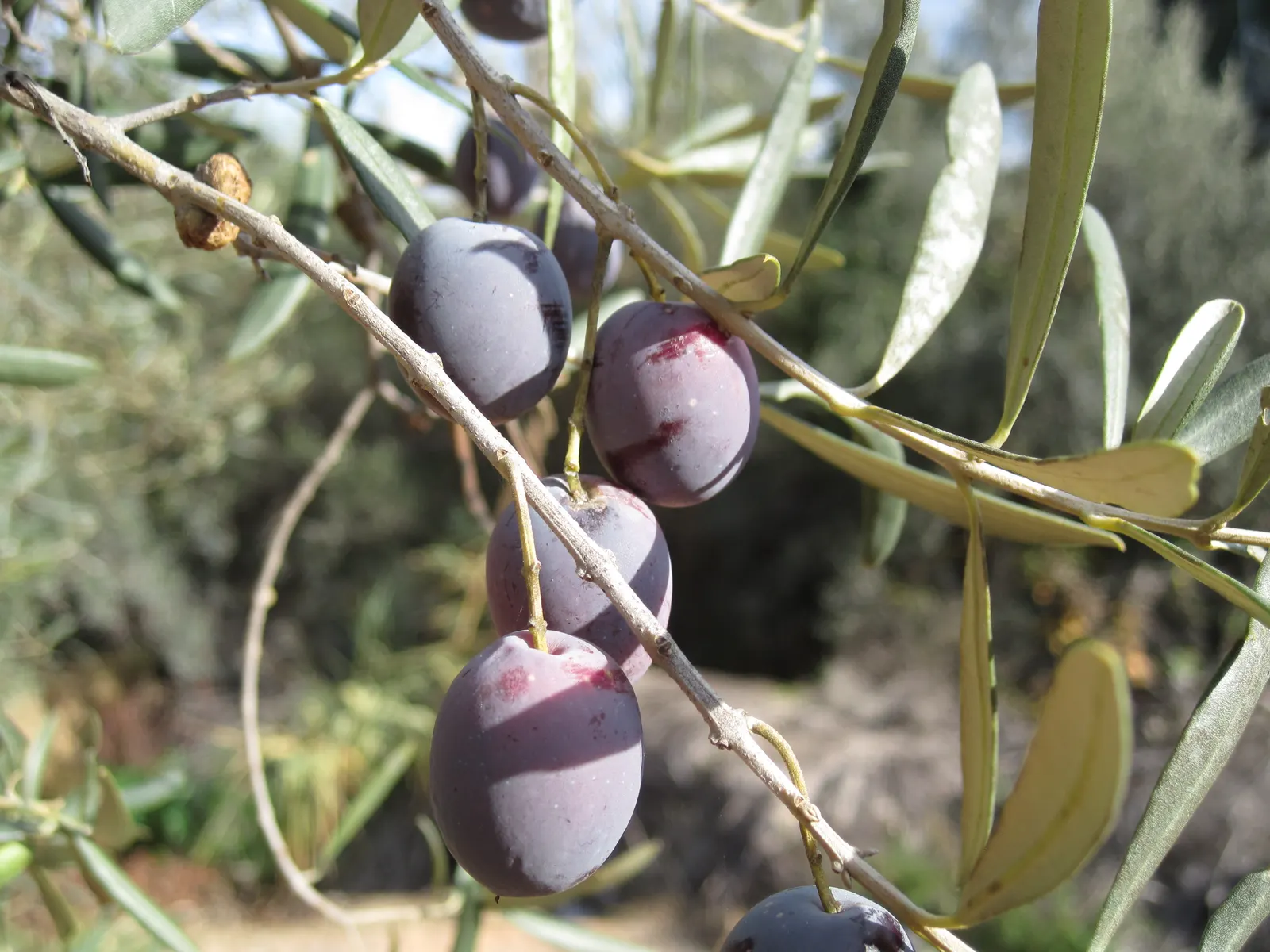 Olive (Olea Europaea) — Its hardiness is rated from USDA zones 8 to 11