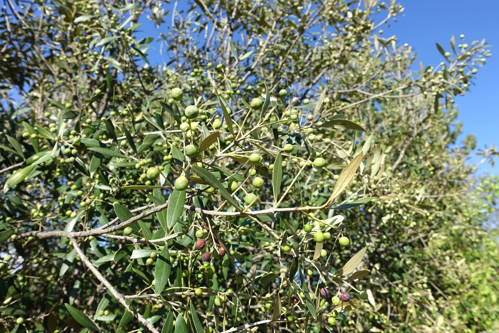 Olive (Olea Europaea) — tree for full; make it an exquisite and enduring choice for any landscape project, image 84