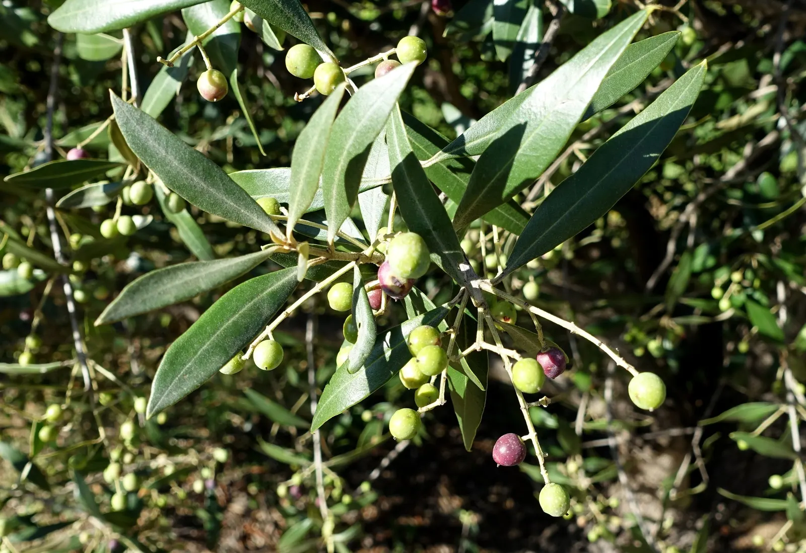 Olive (Olea Europaea) — airy canopy can create a perfect focal point or a picturesque screen in the garden; make it an exquisite and enduring choice for any