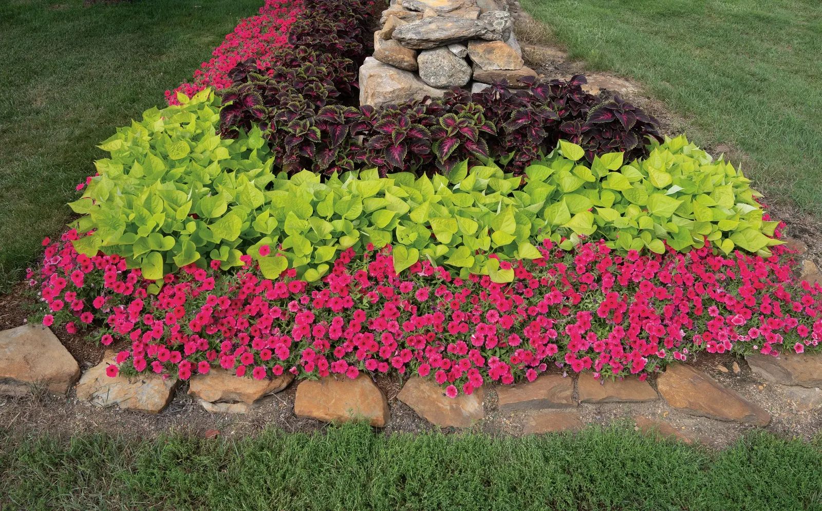 Paradise Petunia — hardy in USDA Zones 10a to 11b