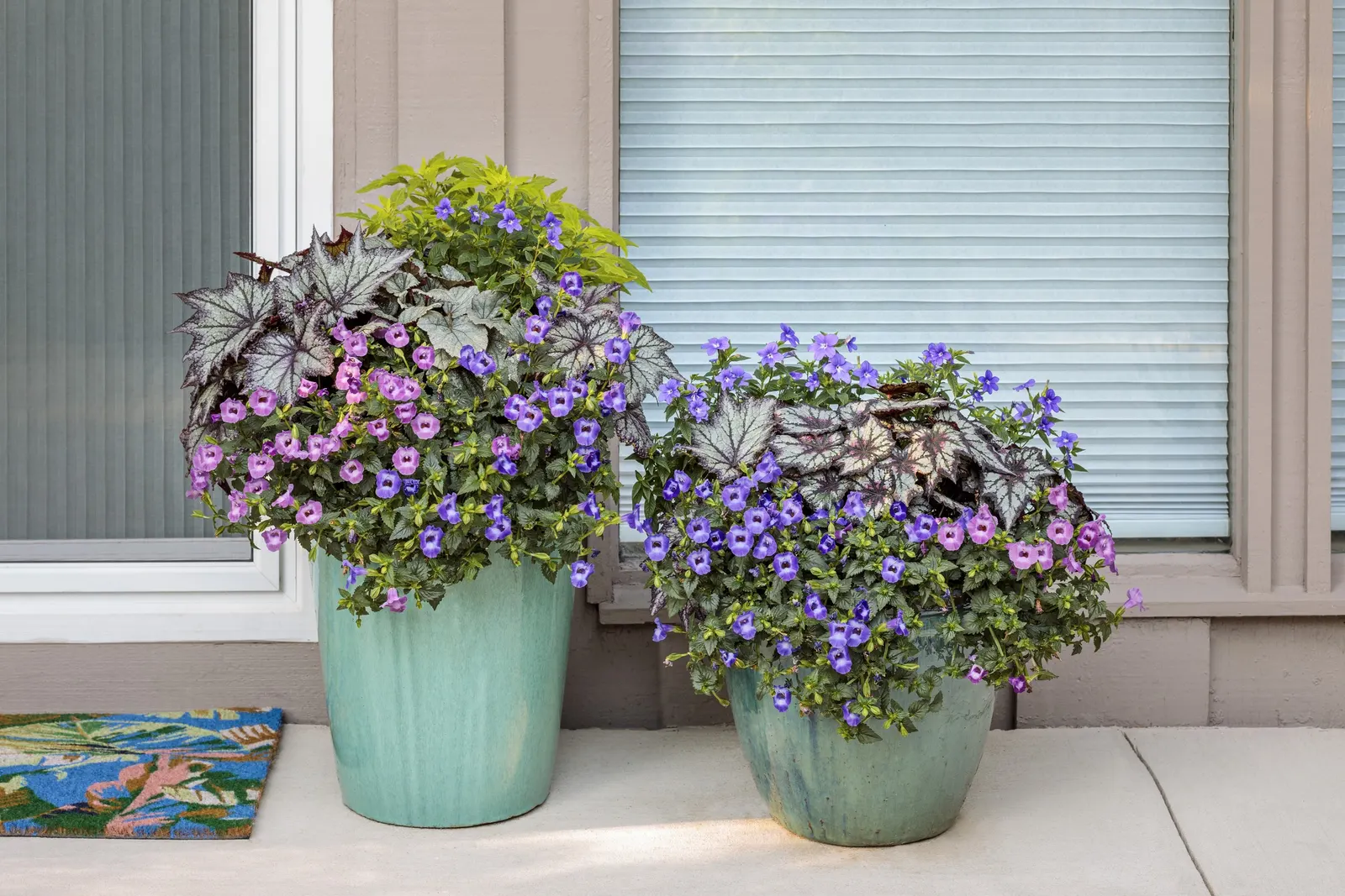 Blue Tiara™ petunia — The flowers have a bright