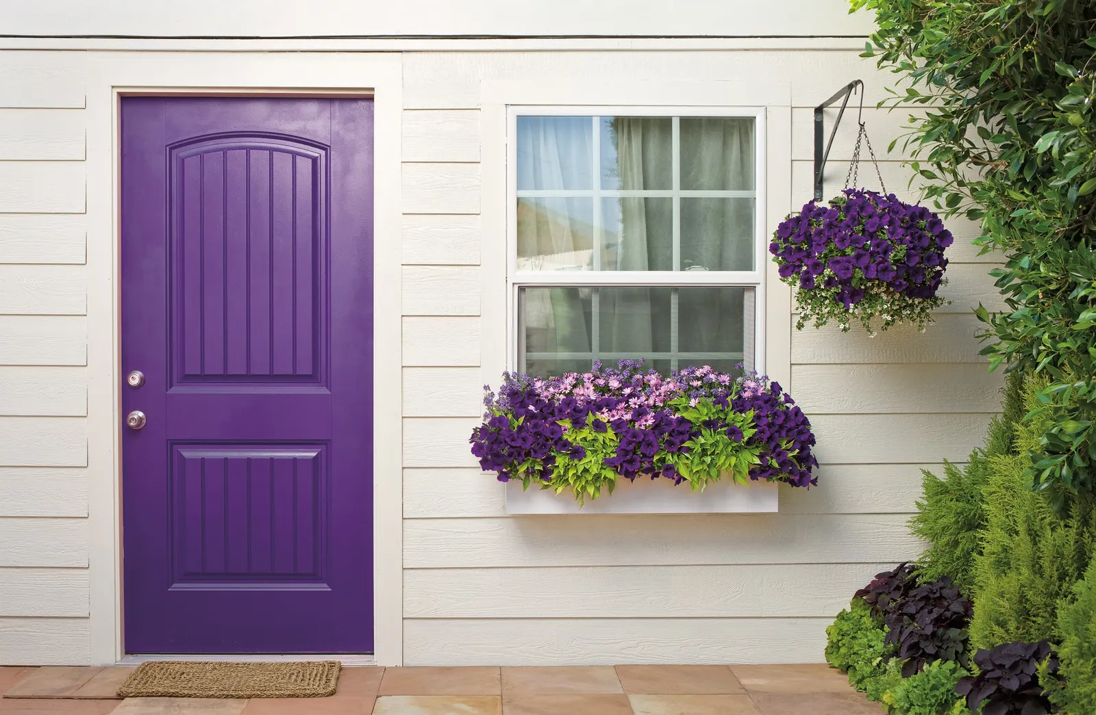 Royal Velvet® II Petunia — making it easy to layer into both small and expansive plantings