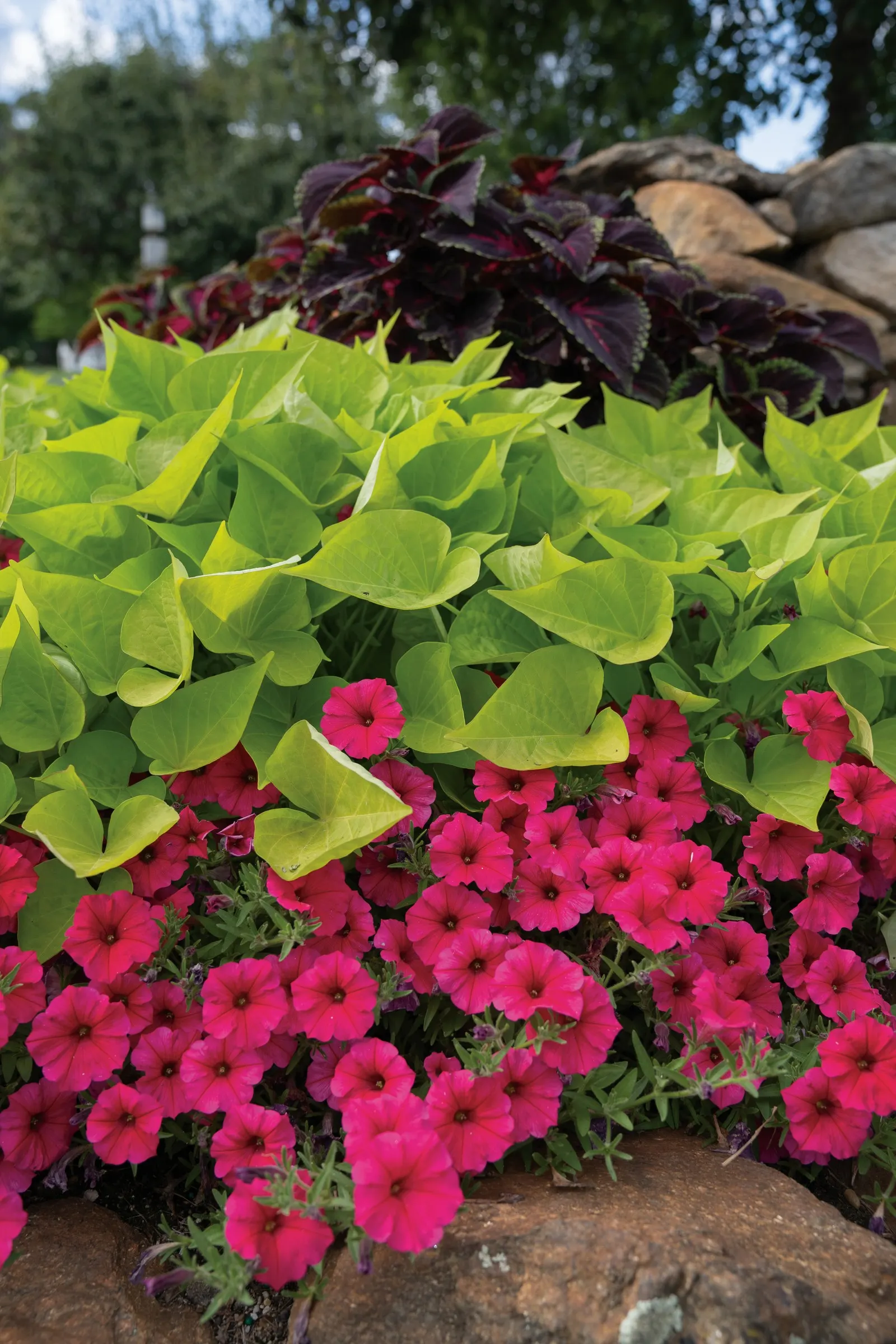 Torchlight® Coleus (Coleus scutellarioides) — colorful growth through the heat of summer; making it substantial enough to anchor a container or, image 81