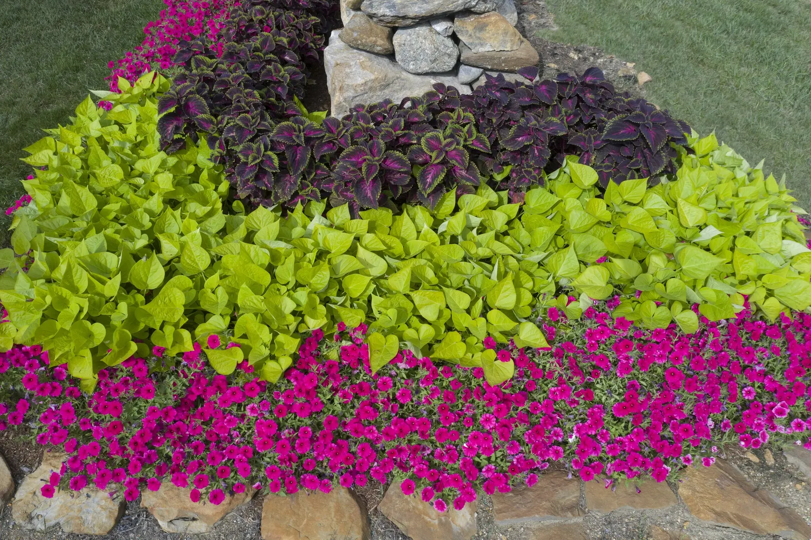 Paradise Petunia — or as a flowering groundcover in seasonal beds