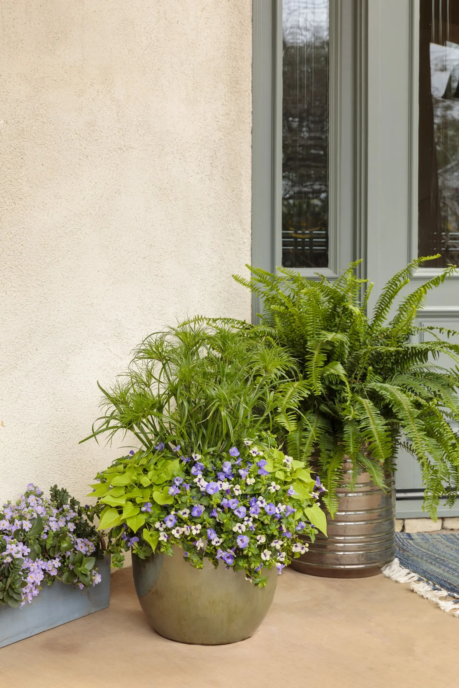 Lime Sweet Potato Vine (Ipomoea) — though gardeners in warm climates often find its growth even more enthusiastic in well-watered containers; an, image 190