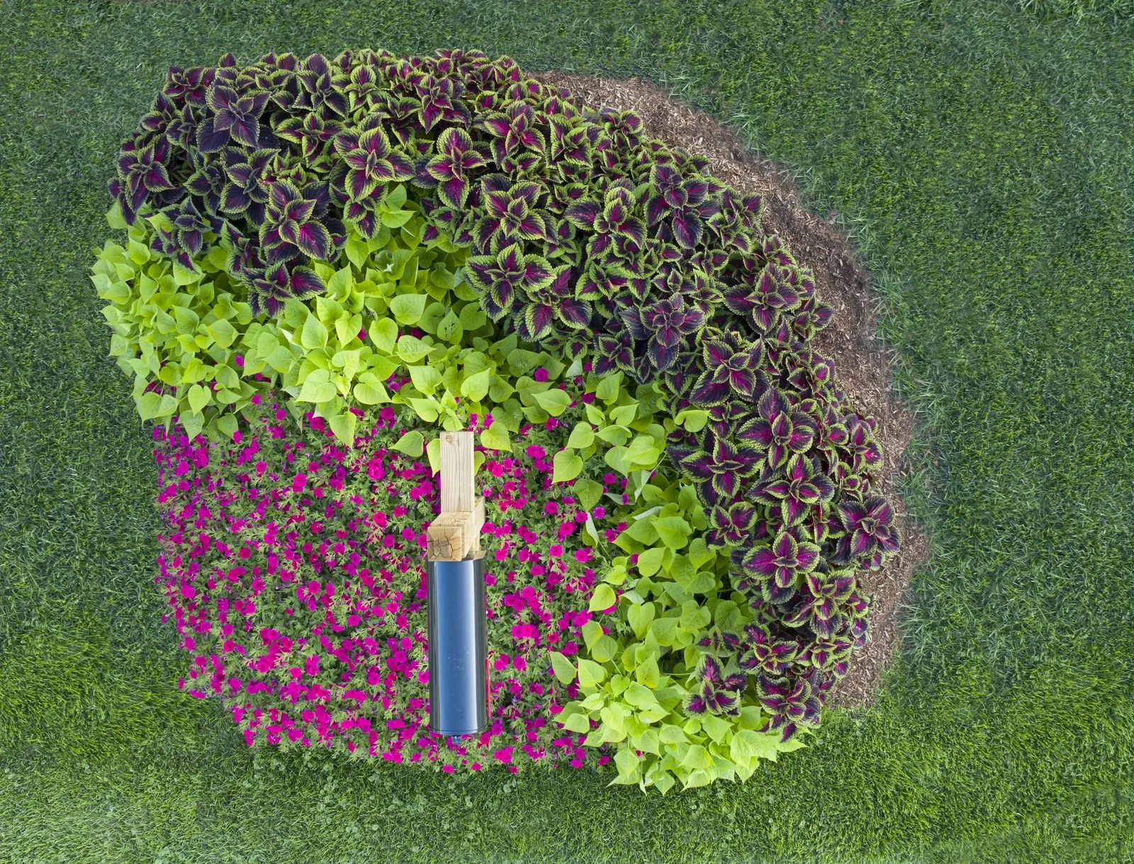 Paradise Petunia — the flowers appear continuously from planting until hard frost; though containers will need more regular irrigation during hot weather