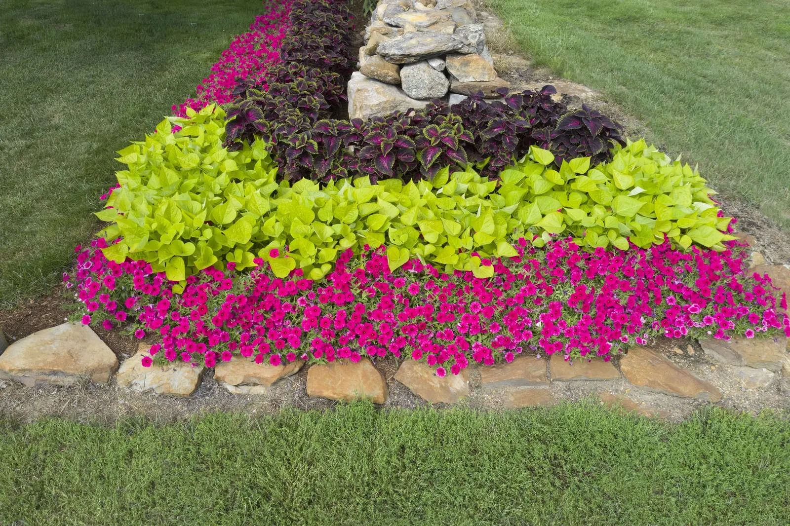 Paradise Petunia — celebrated for its lush mounding-trailing habit and exuberant color; gardeners frequently note its ability to cover large pots and tall urns