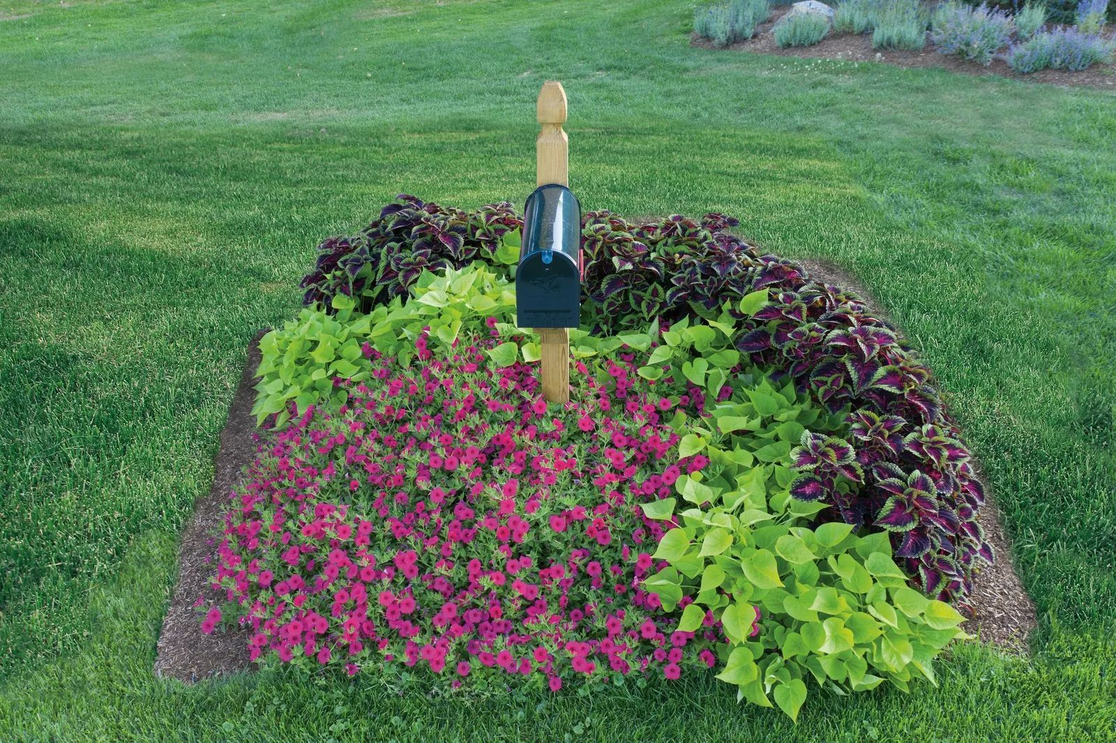 Paradise Petunia — It functions beautifully as both a filler and spiller
