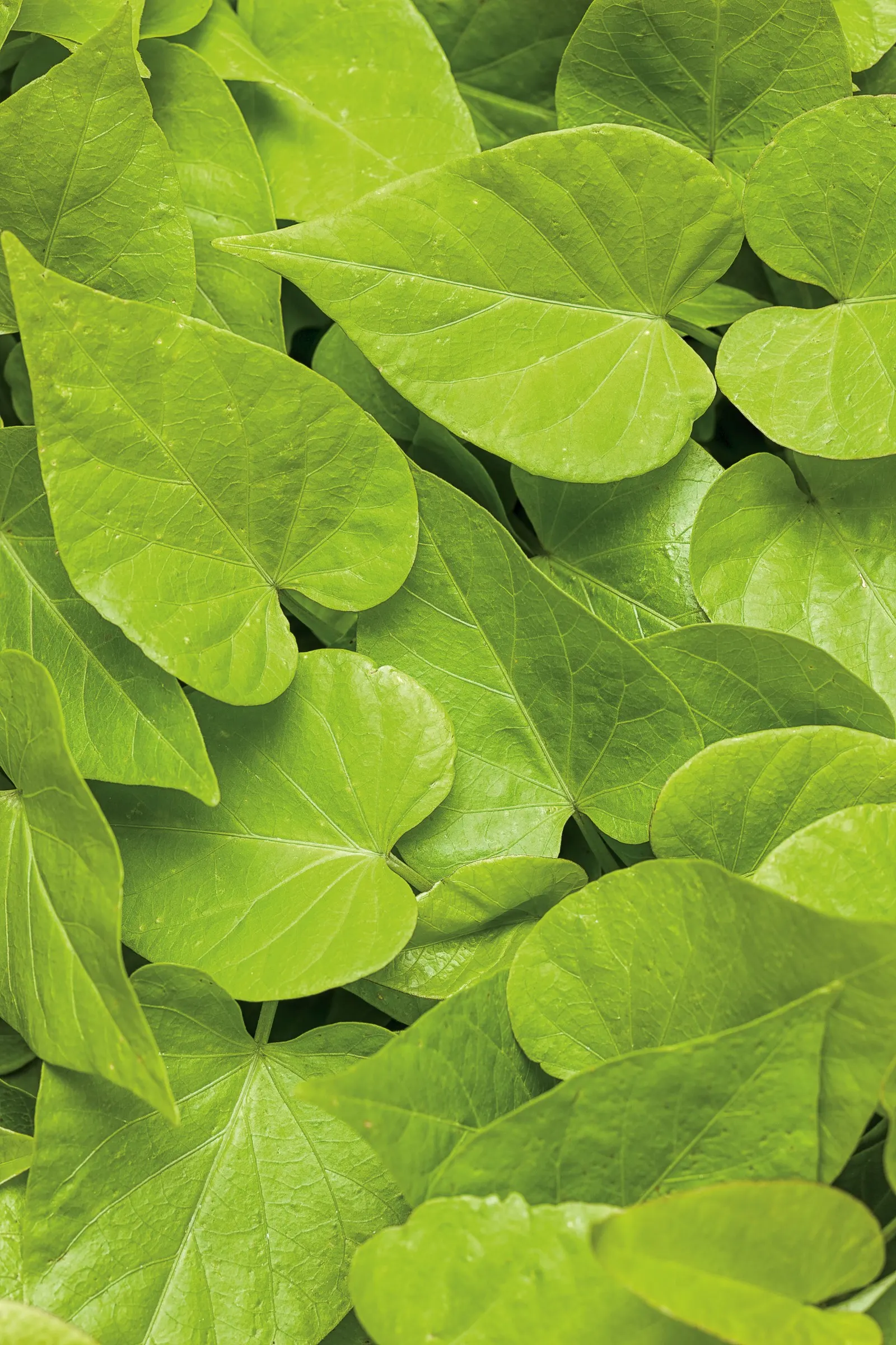 Lime Sweet Potato Vine (Ipomoea) — In the landscape, it makes a vivid annual groundcover, border accent, or mass planting for high-impact color, image 200