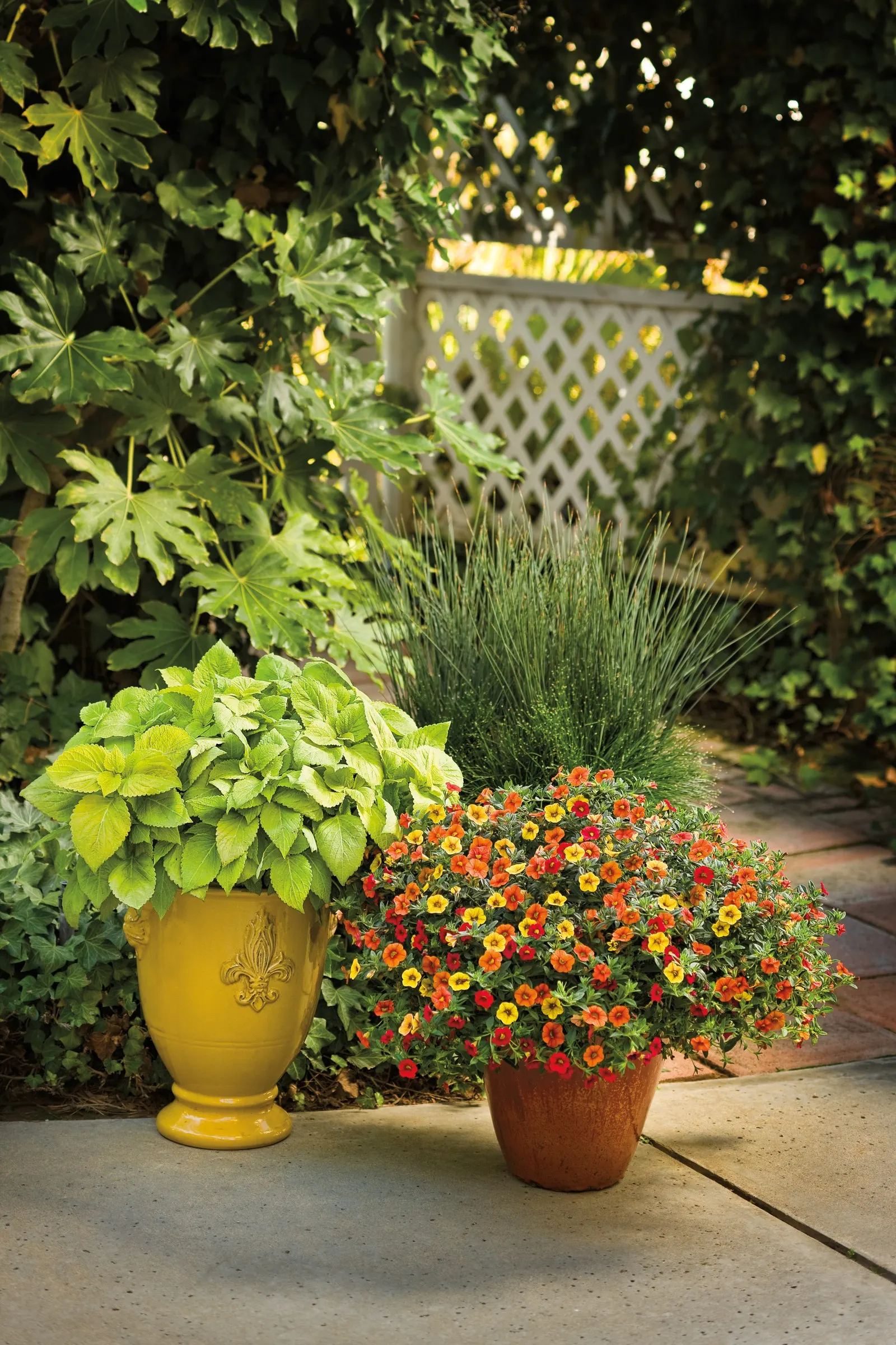 Red II Calibrachoa — true-red color from planting time until hard frost