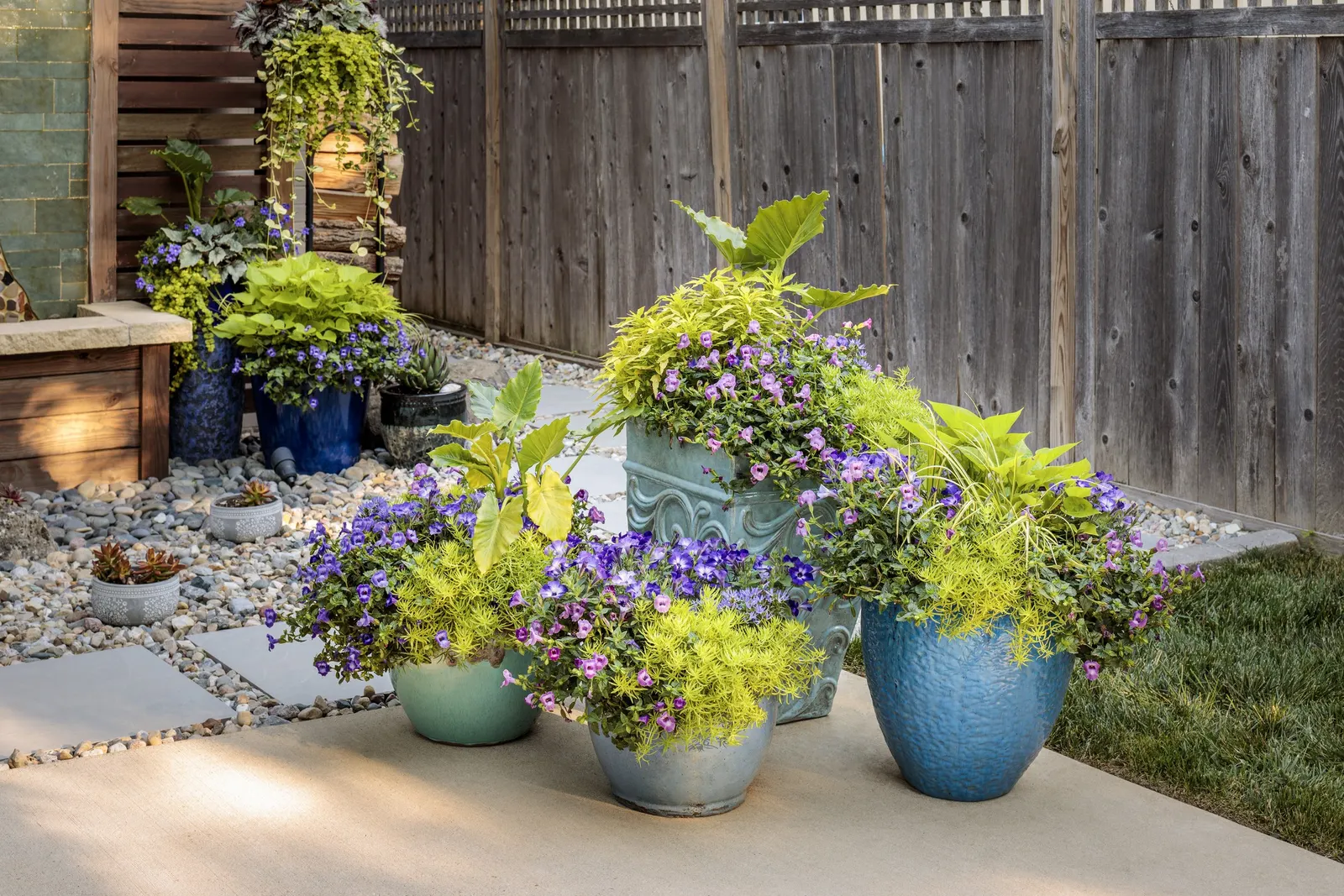 Blue Tiara™ petunia — Blue Tiara™ stays compact in height while offering generous spread