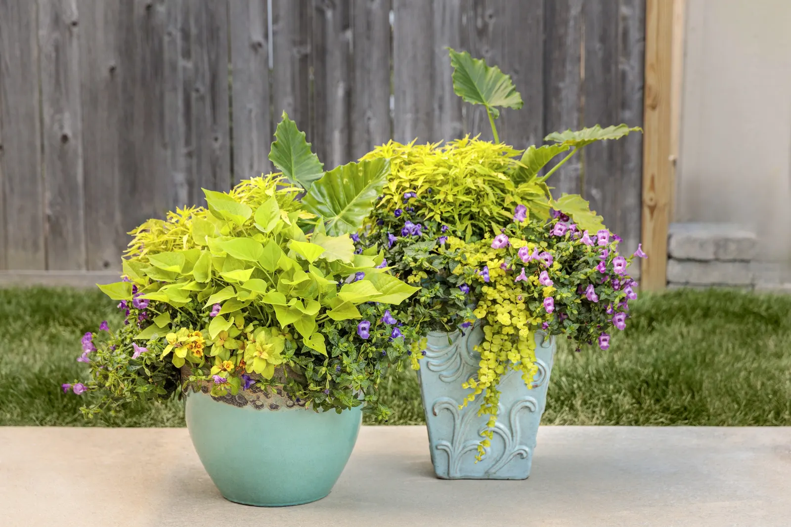 Blue Tiara™ petunia — typically reaching 4 to 12 inches tall and 18 to 24 inches wide