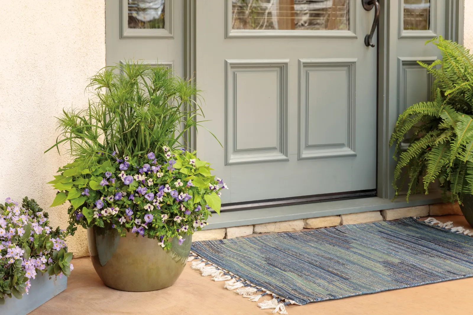 Grape-o-licious™ Wishbone Flower (Torenia) — information and resources