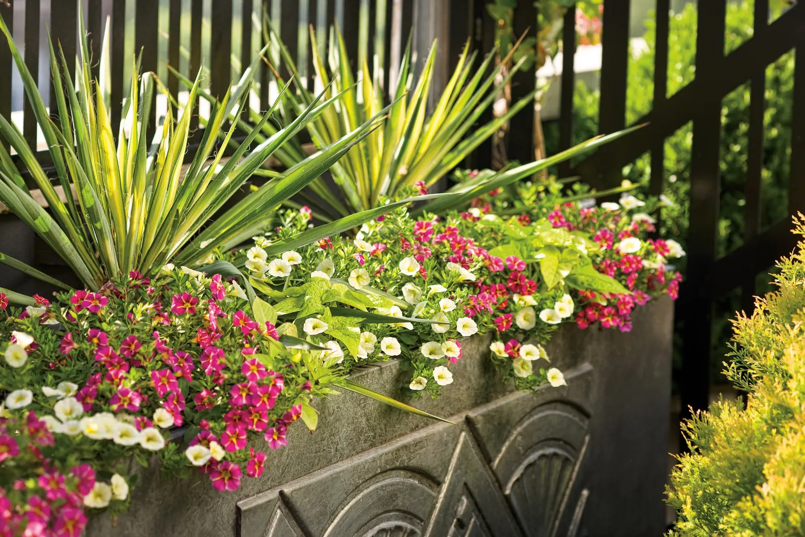 Cherry Star Calibrachoa — using a sharp pair of scissors or pruning shears