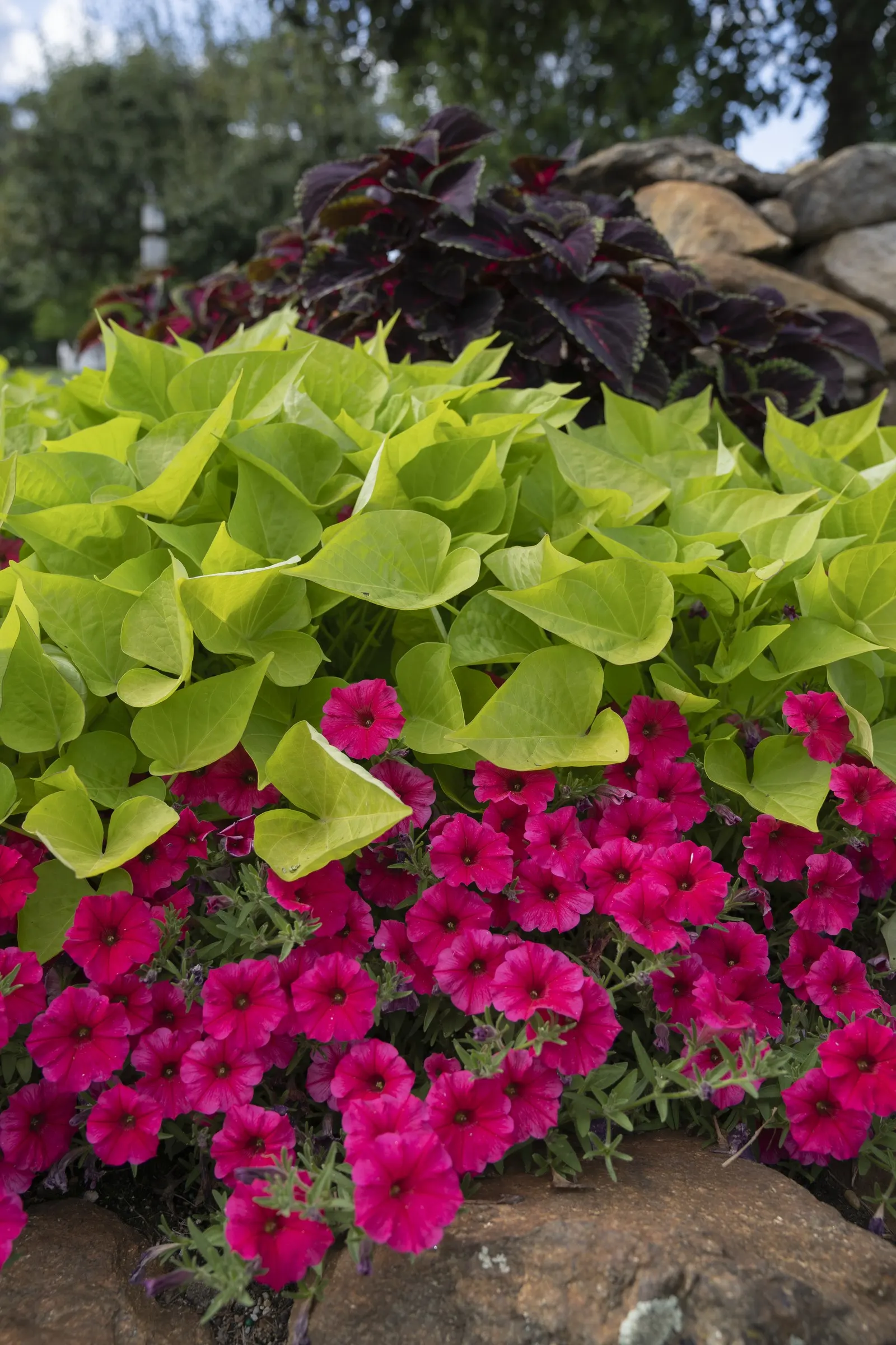 Paradise Petunia — average well-drained soil; it is perennial only in the warmest climates