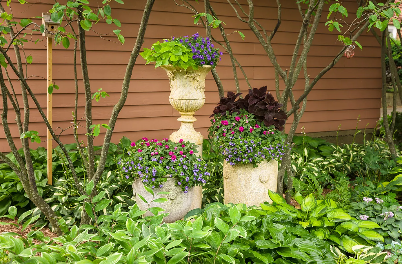 Purple II Double Impatiens (Impatiens walleriana) — Deadheading isn't necessary but removing spent blooms isn't harmful if you want to clean the, image 24