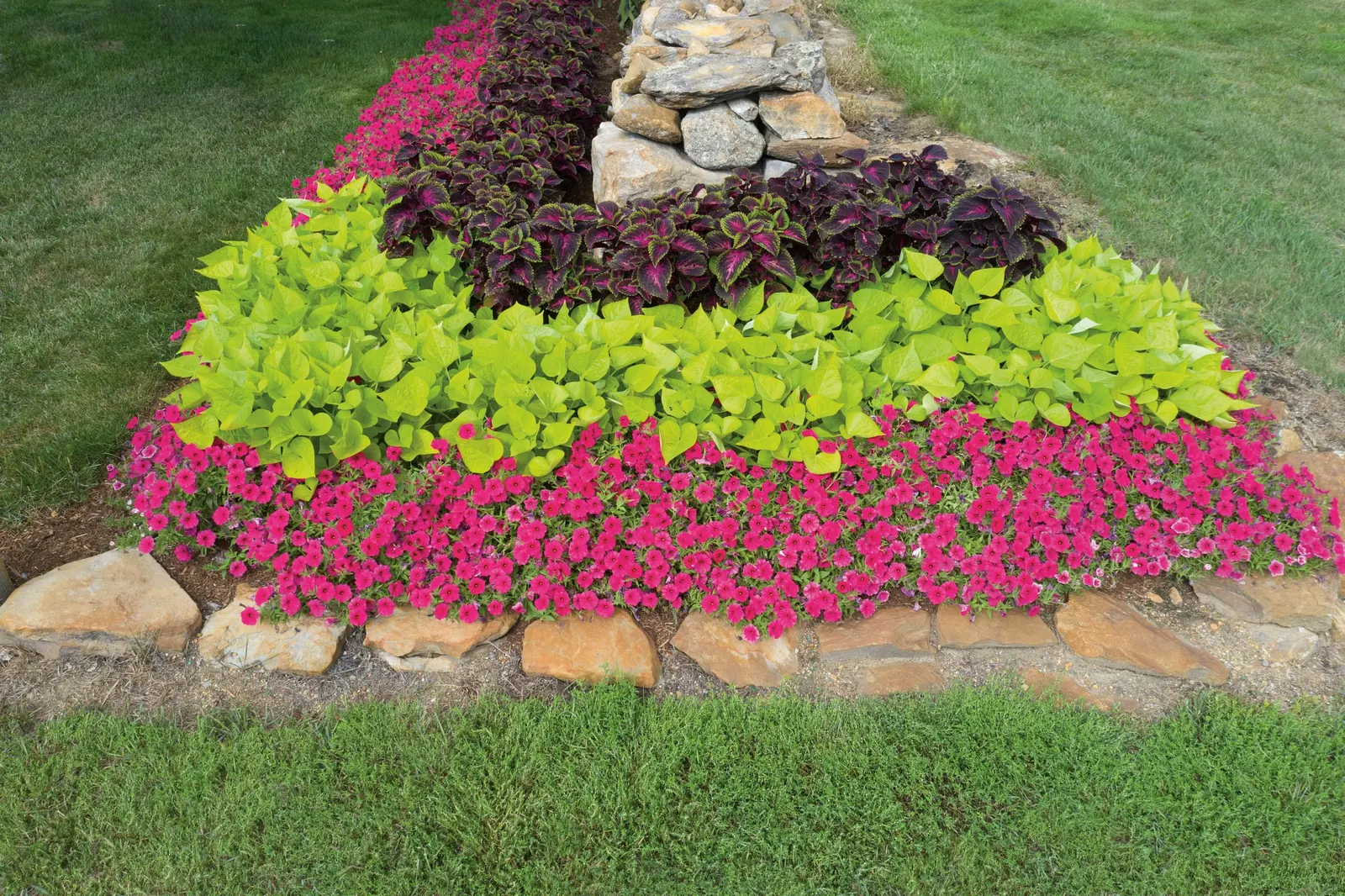 Paradise Petunia — is a vigorous annual from the Proven Winners® Supertunia Vista® series; with no deadheading required