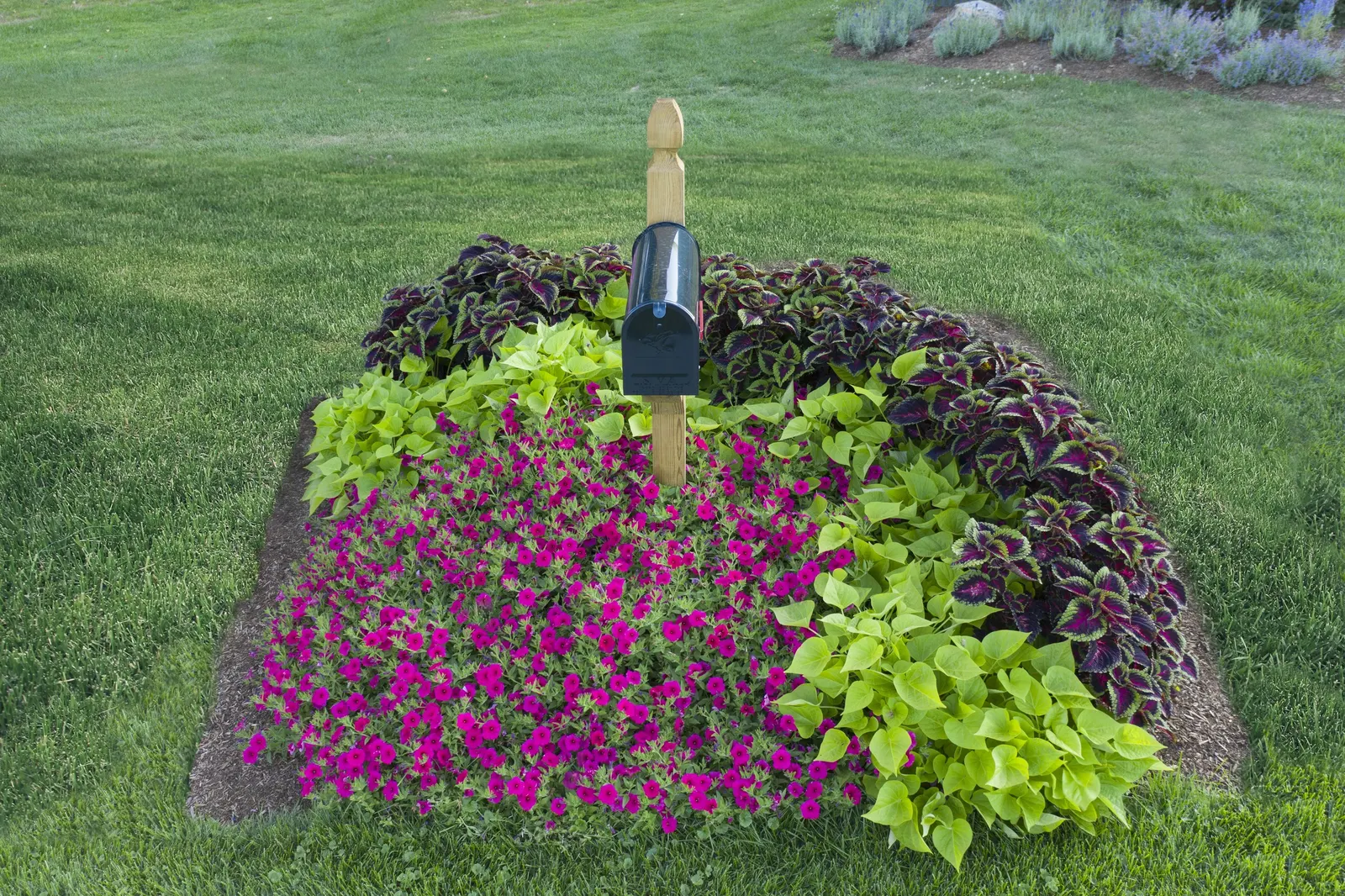 Paradise Petunia — It is perennial only in the warmest climates