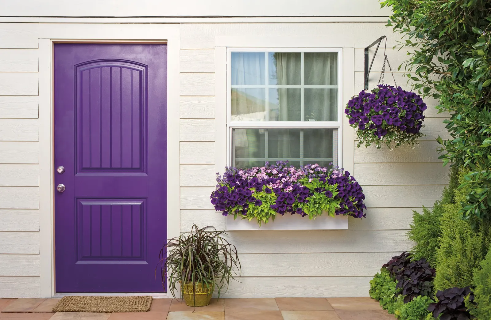 Lime Sweet Potato Vine (Ipomoea) — Its vivid color pairs best with robust companions; where frost is not a concern, image 61