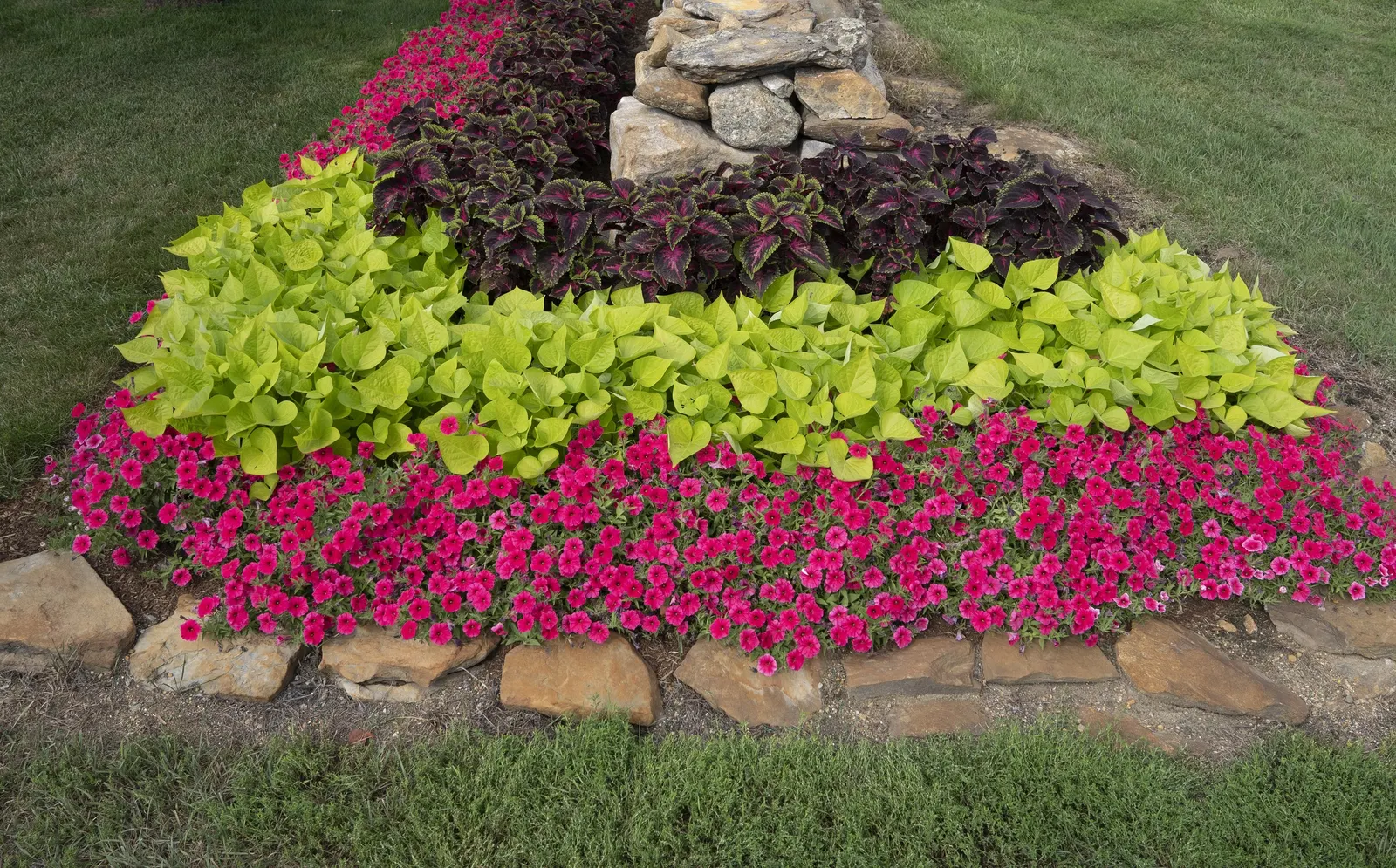 Paradise Petunia — with generous trailing growth that can spill dramatically over container edges