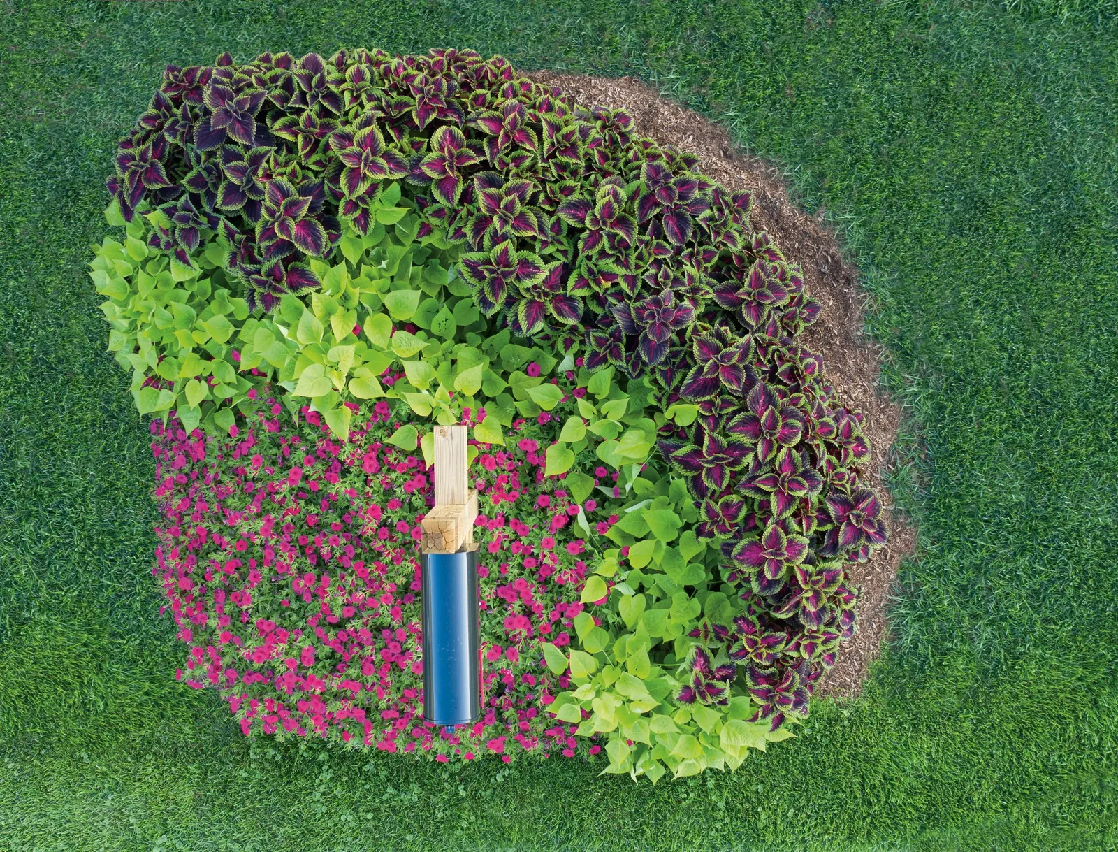 Paradise Petunia — If plants begin to look open or tired in late season