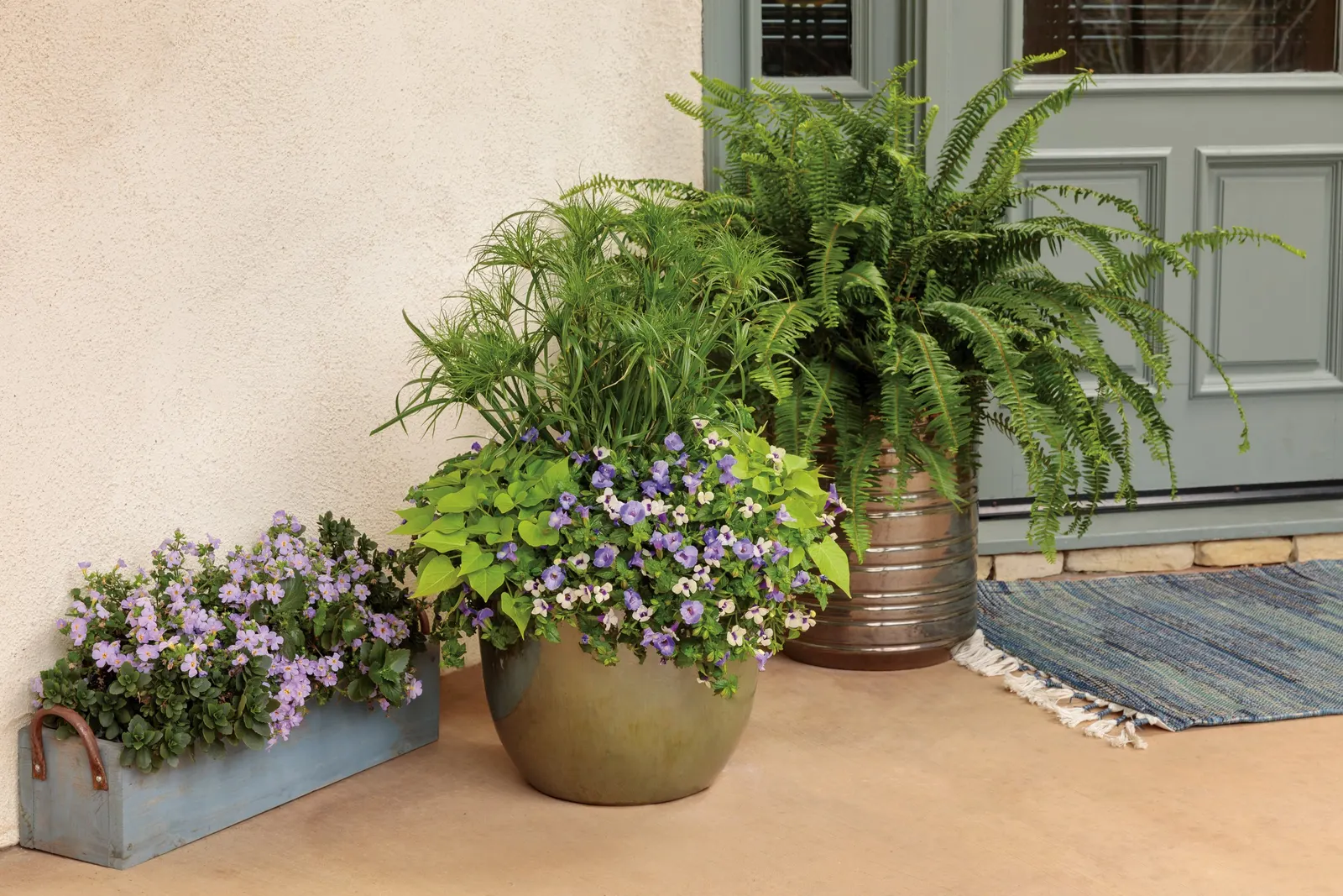 Grape-o-licious™ Wishbone Flower (Torenia) — Proven Winners - Catalina® Grape-o-licious™ - Wishbone Flower - Torenia purple plant details; purple flowers in