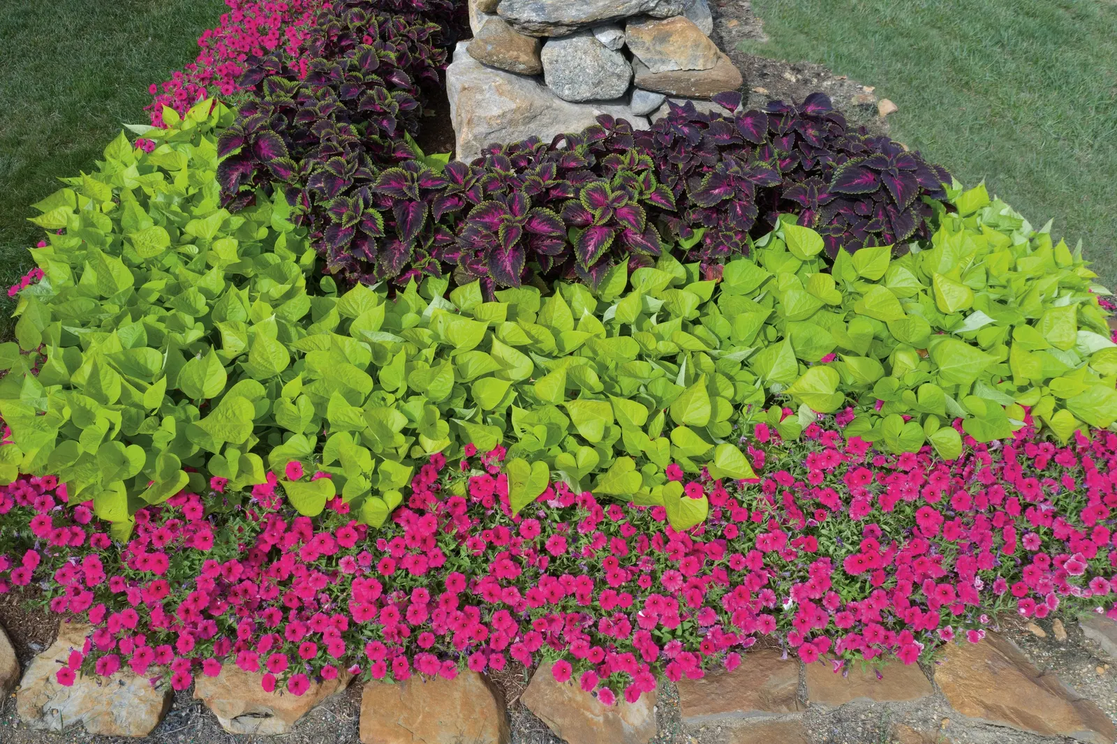 Paradise Petunia — though containers will need more regular irrigation during hot weather