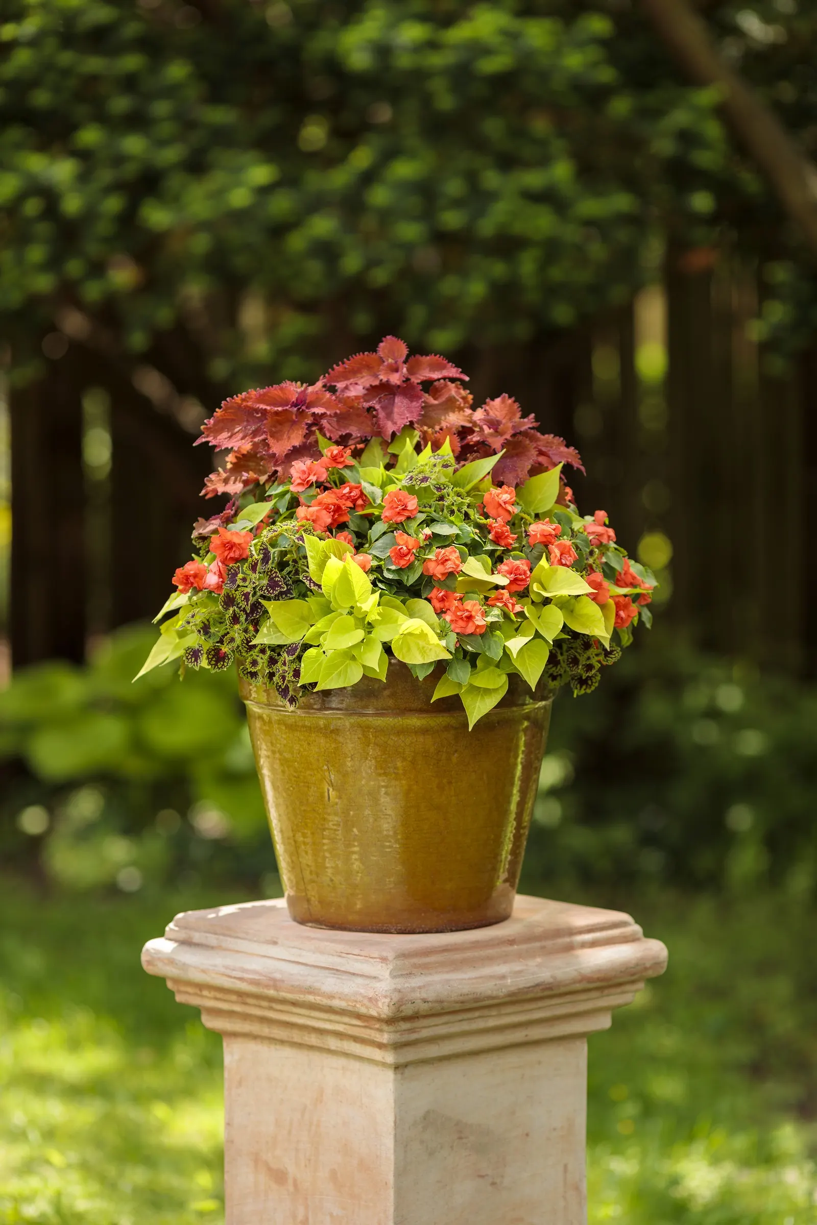 Tropical Shades Double Impatiens (Impatiens walleriana) — If plants become taller than desired