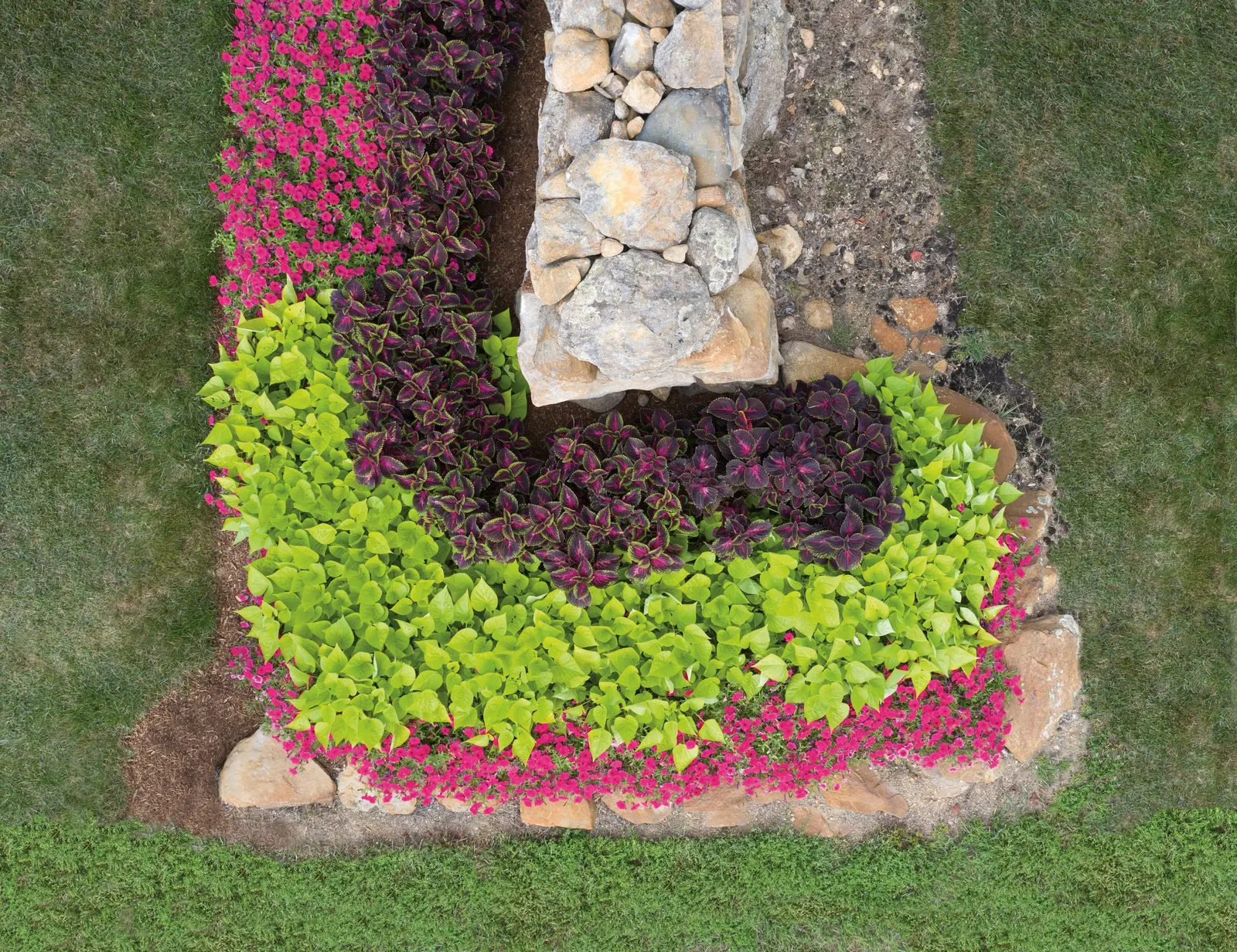 Lime Sweet Potato Vine (Ipomoea) — heart-shaped leaves and long; this Proven Winners® selection brings its drama through bold, image 126