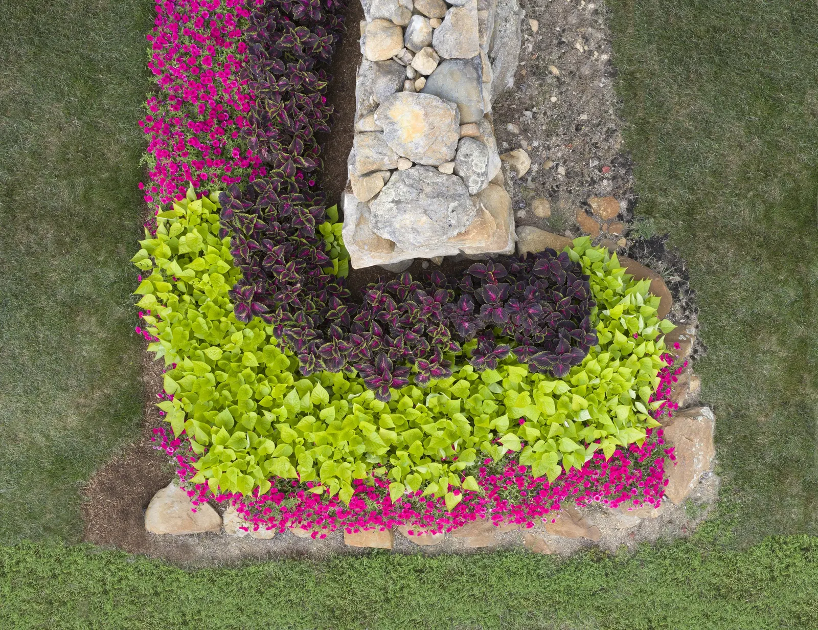 Lime Sweet Potato Vine (Ipomoea) — cascading stems that catch light beautifully in mixed plantings; though gardeners in warm climates often find, image 127