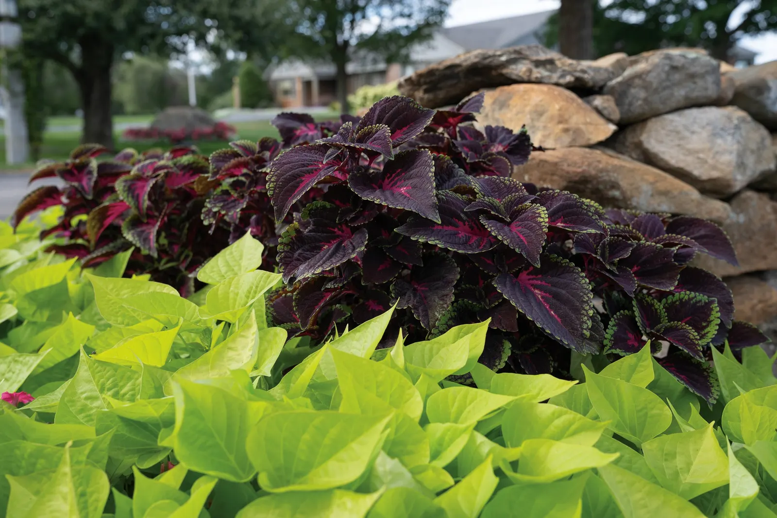 Lime Sweet Potato Vine (Ipomoea) — where frost is not a concern; is a trailing ornamental annual prized for its luminous lime-chartreuse foliage, image 134