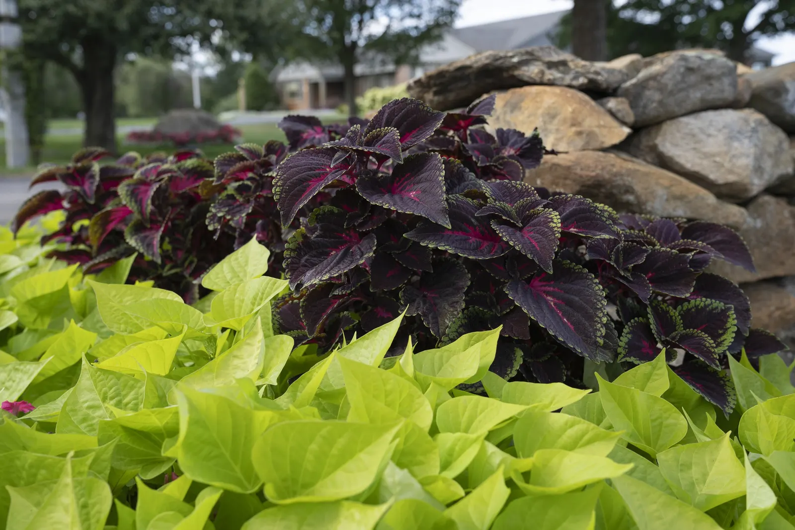 Paradise Petunia — Set against fresh green foliage; with generous trailing growth that can spill dramatically over container edges
