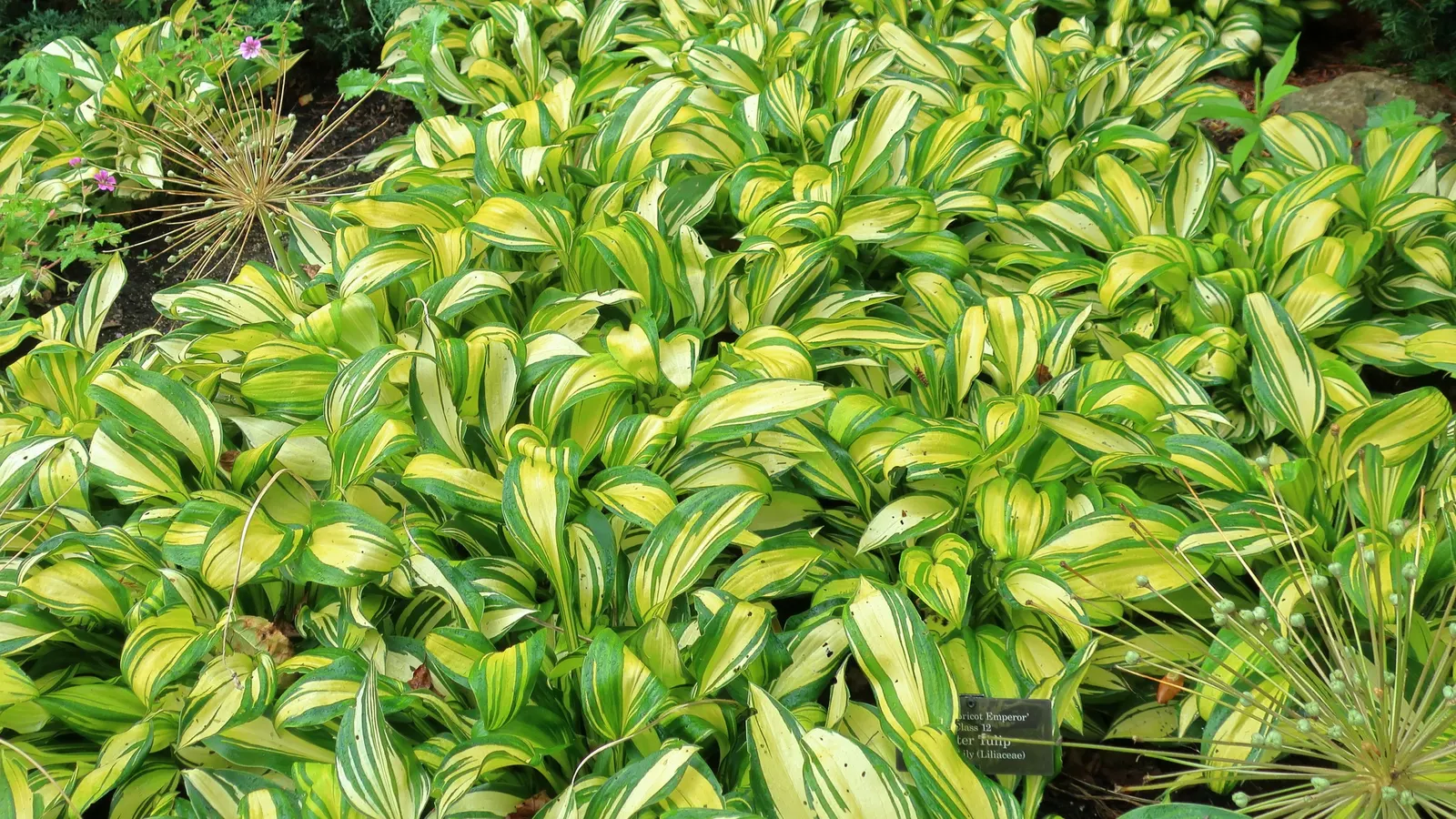 Rainbow's End Hosta (Hosta 'Rainbow's End') — The Hosta 'Rainbow's End' is a striking perennial