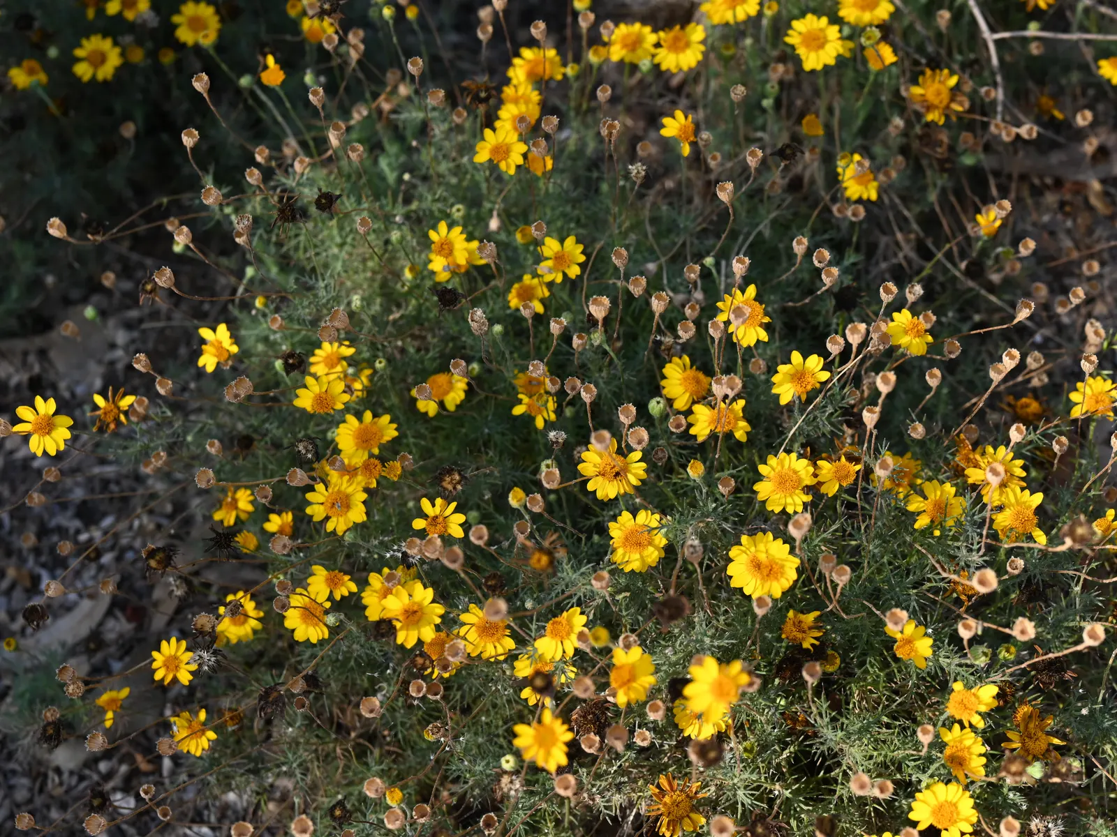Dogweed (Thymophylla Pentachaeta) — Thymophylla pentachaeta, commonly named Dogweed, is a vibrant perennial