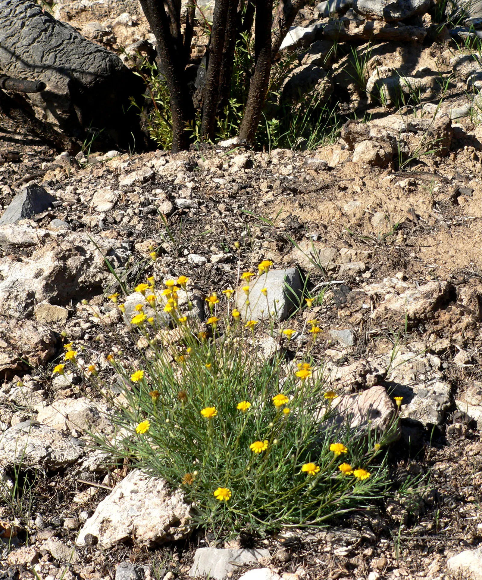 Dogweed (Thymophylla Pentachaeta) — This drought-tolerant native to Texas and Mexico thrives in full sun and well-drained soils