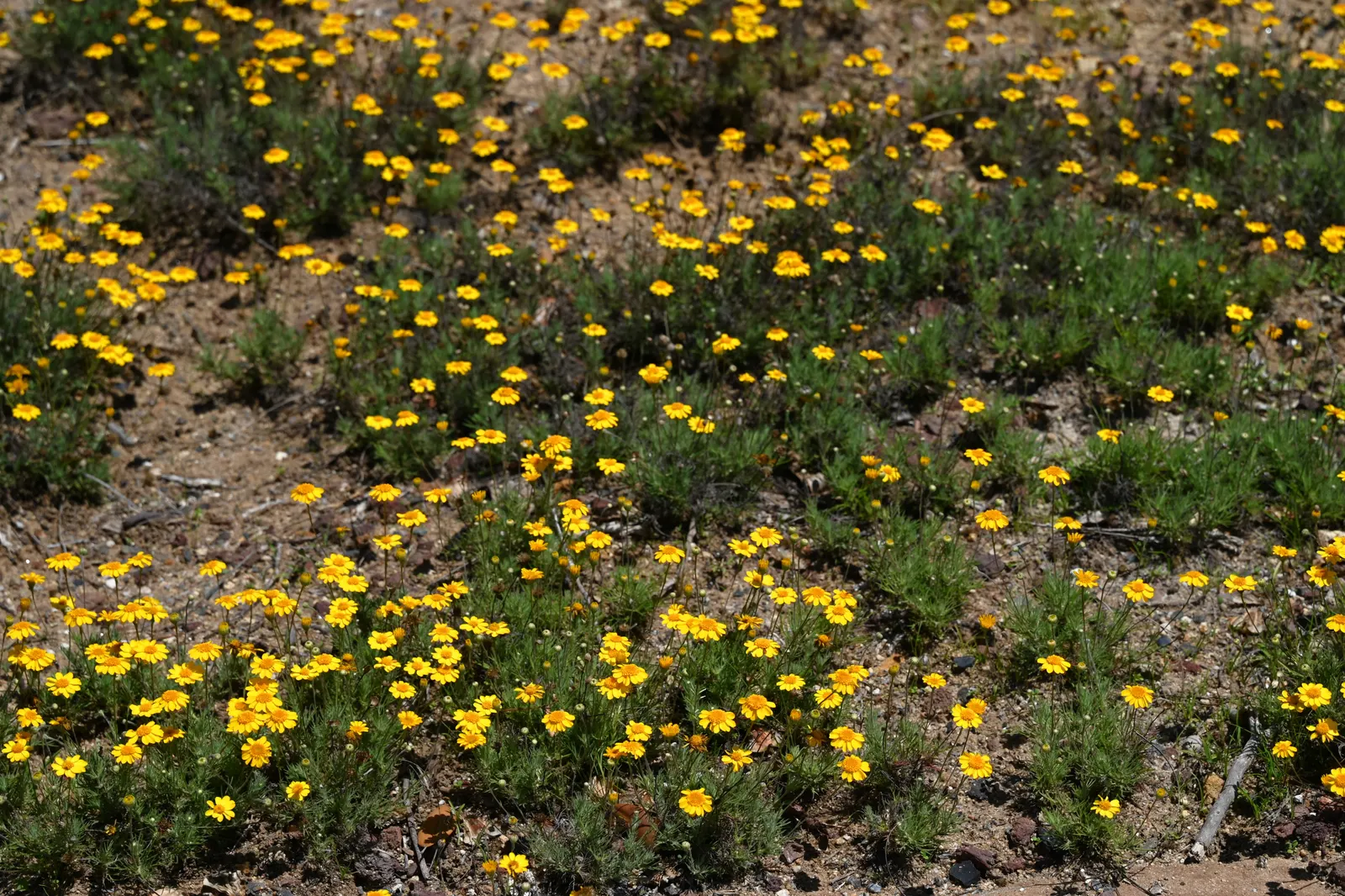 Dogweed (Thymophylla Pentachaeta) — It boasts golden-yellow daisy-like blooms, accenting feathery foliage