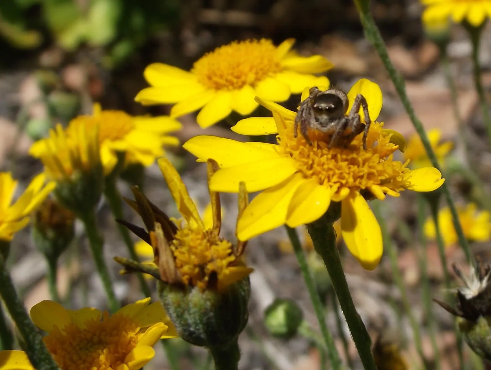 Dogweed (Thymophylla Pentachaeta) — Mature at 1-2 feet tall and equally broad, it adds a pop of color ideal for borders or rock gardens