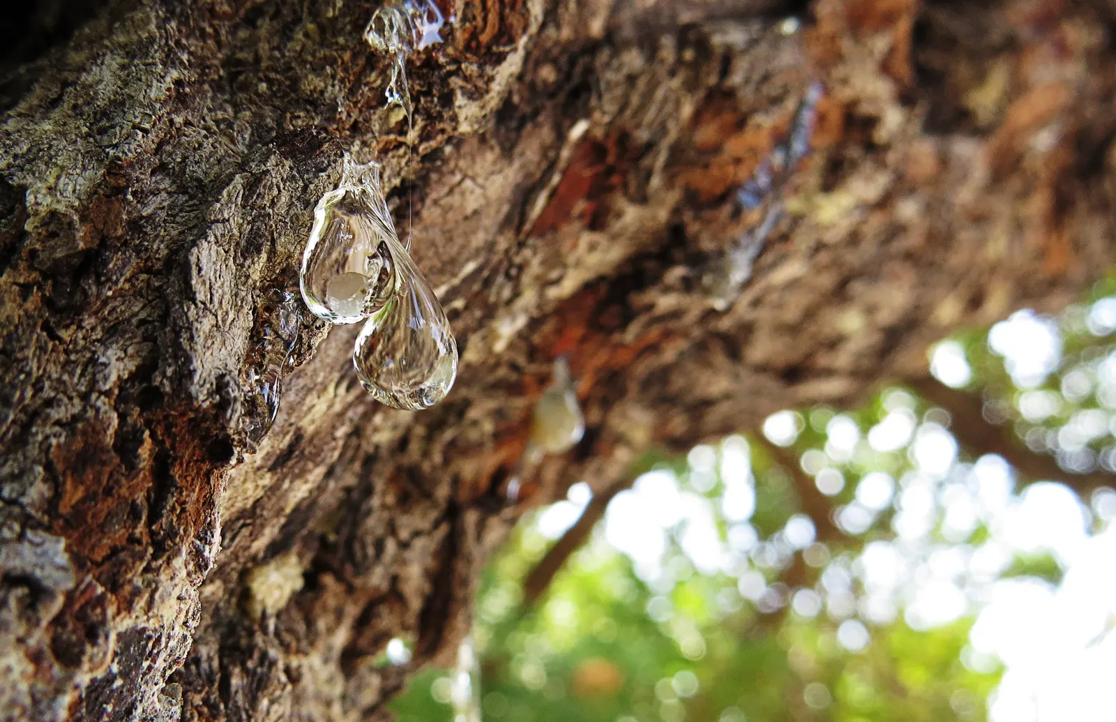 Mastic Tree (Pistacia Lentiscus) — In late spring to early summer, the Mastic Tree produces small, inconspicuous dioecious flowers