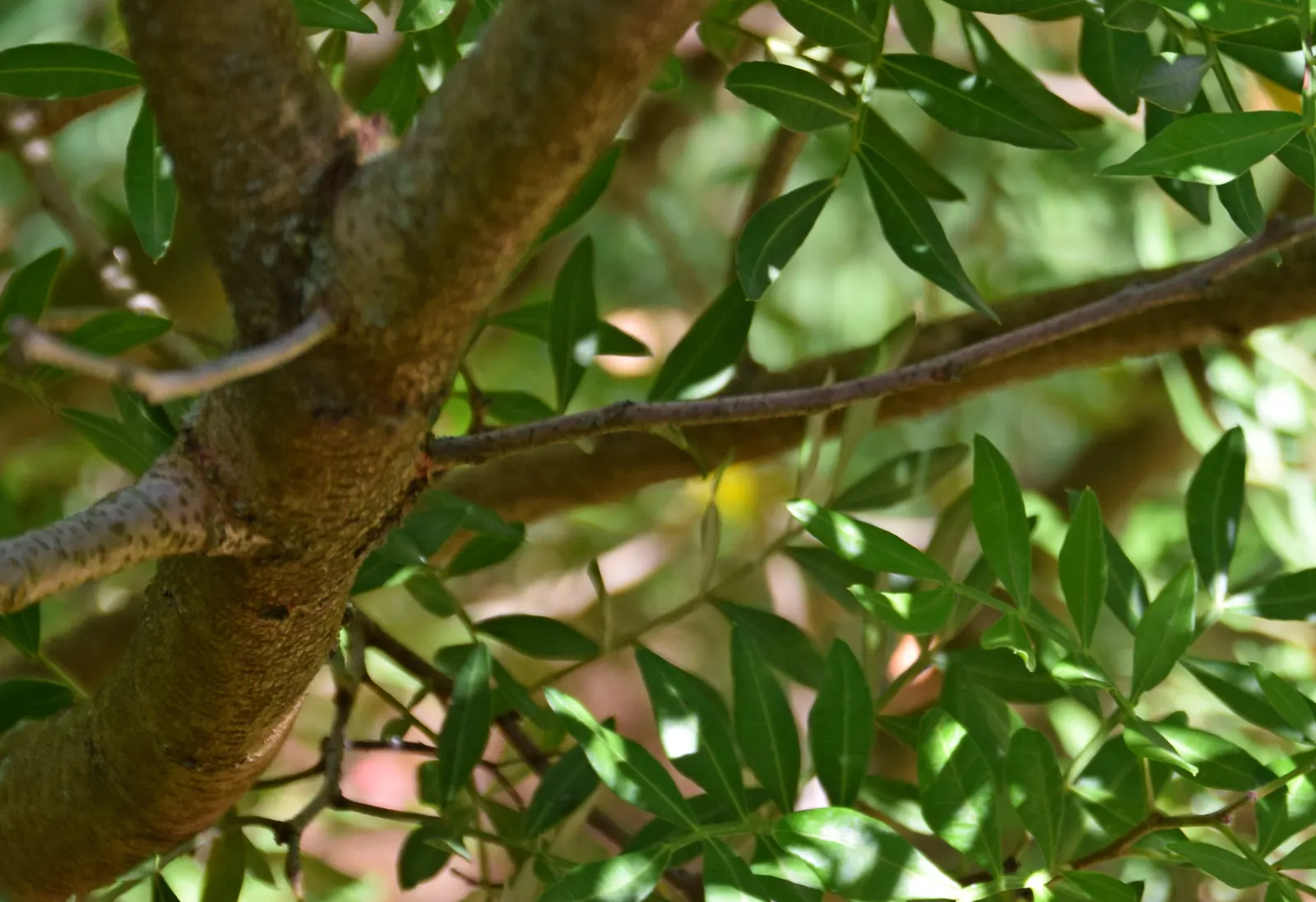 Mastic Tree (Pistacia Lentiscus) — Ideal for xeriscaping or as a windbreak
